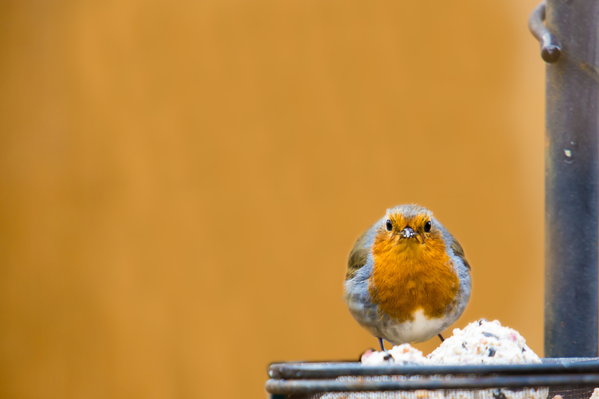 Canon EOS 6D + Canon EF 70-200mm F2.8L USM sample photo. Robin looking at me photography