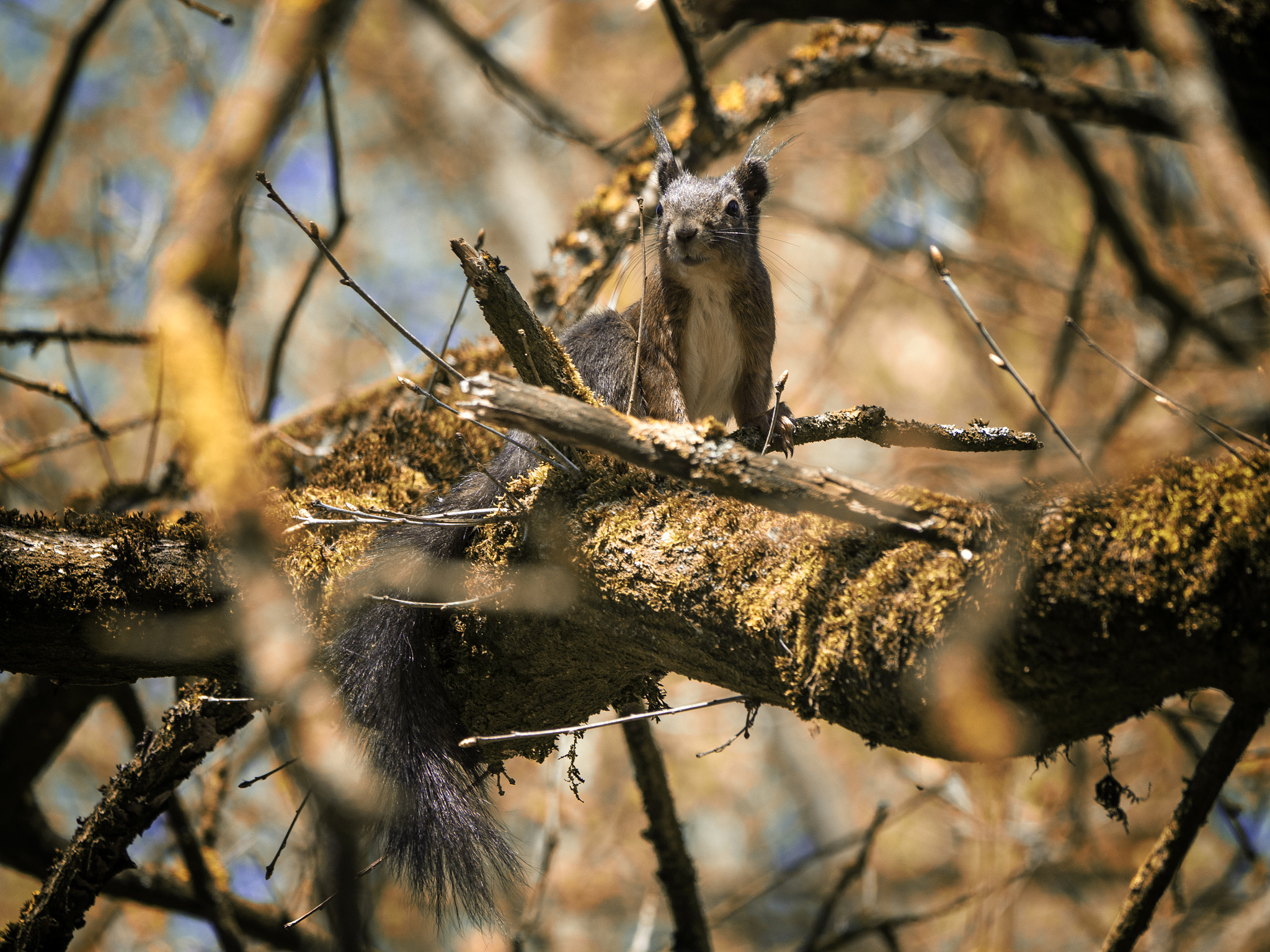 Olympus OM-D E-M10 sample photo. Indian summer squirrel photography