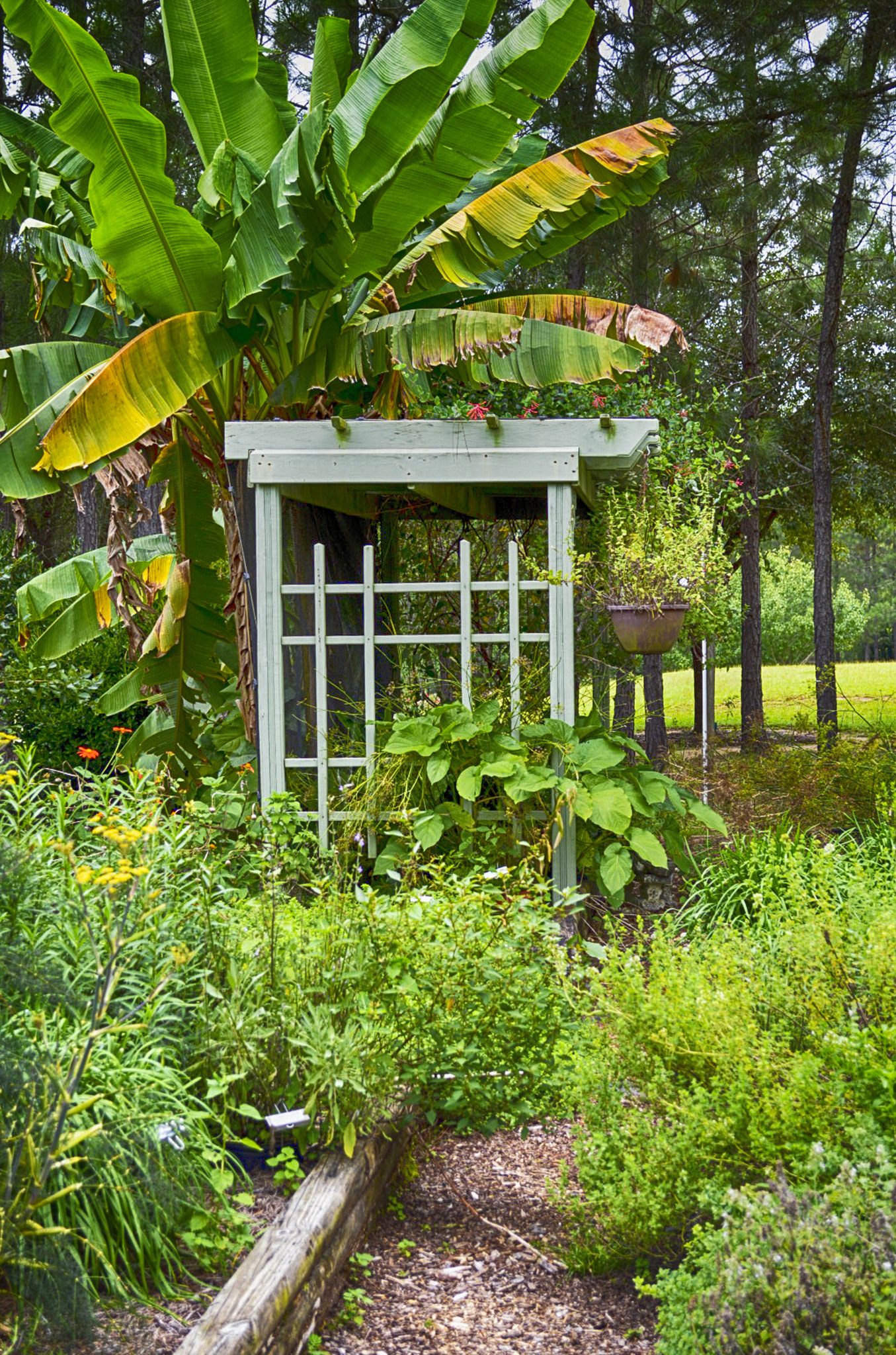 Nikon D3200 + AF Zoom-Nikkor 80-200mm f/4.5-5.6D sample photo. Pergola in the garden photography