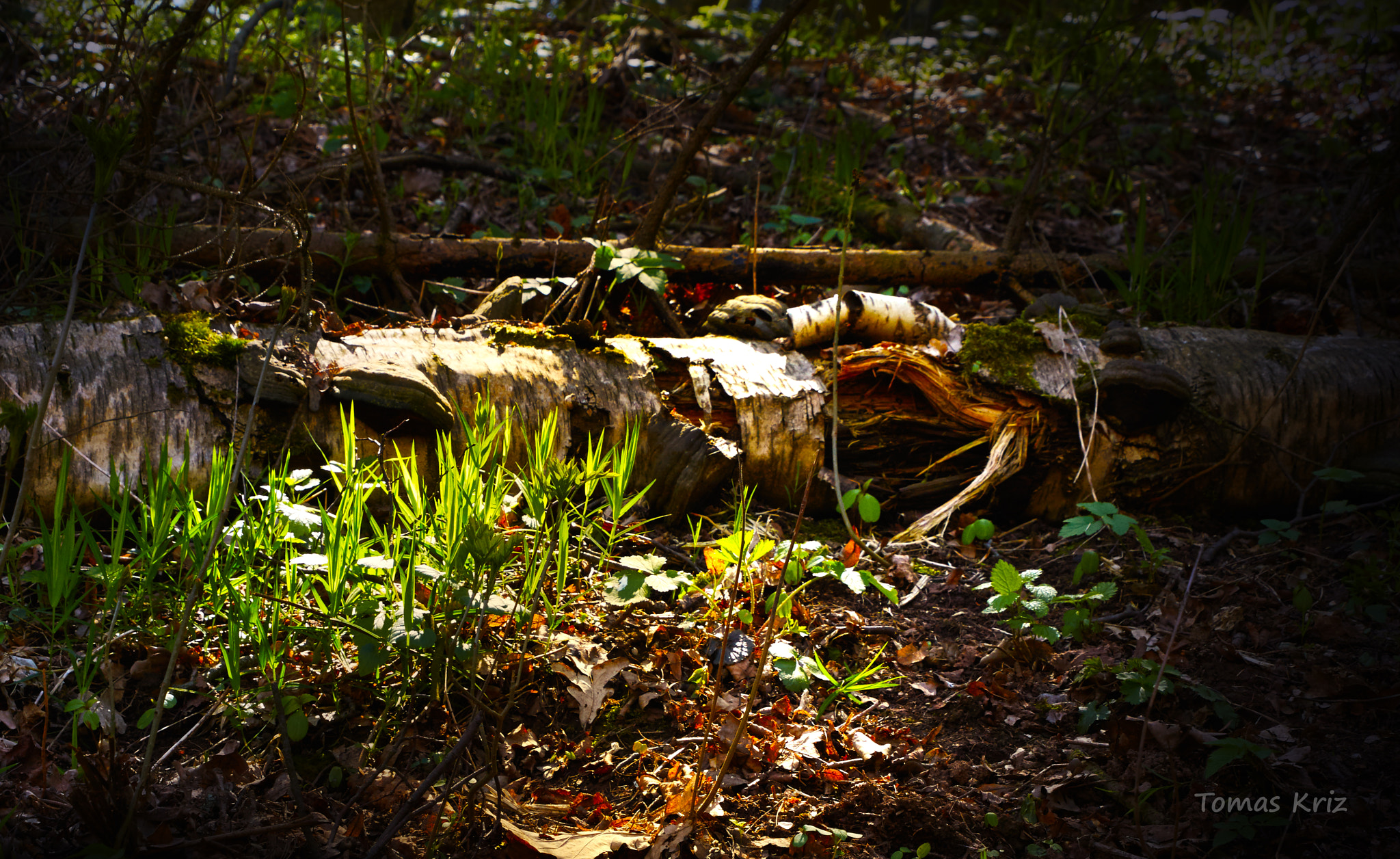 Tamron 28-300mm F3.5-6.3 Di VC PZD sample photo. Grass, wood and light photography