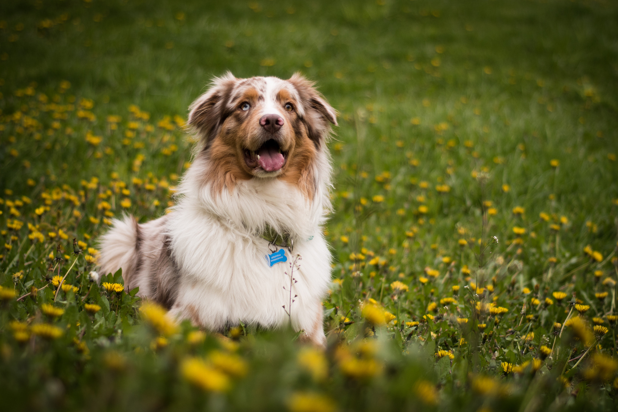 Nikon D5500 + Nikon AF Nikkor 50mm F1.8D sample photo. Deandalions photography
