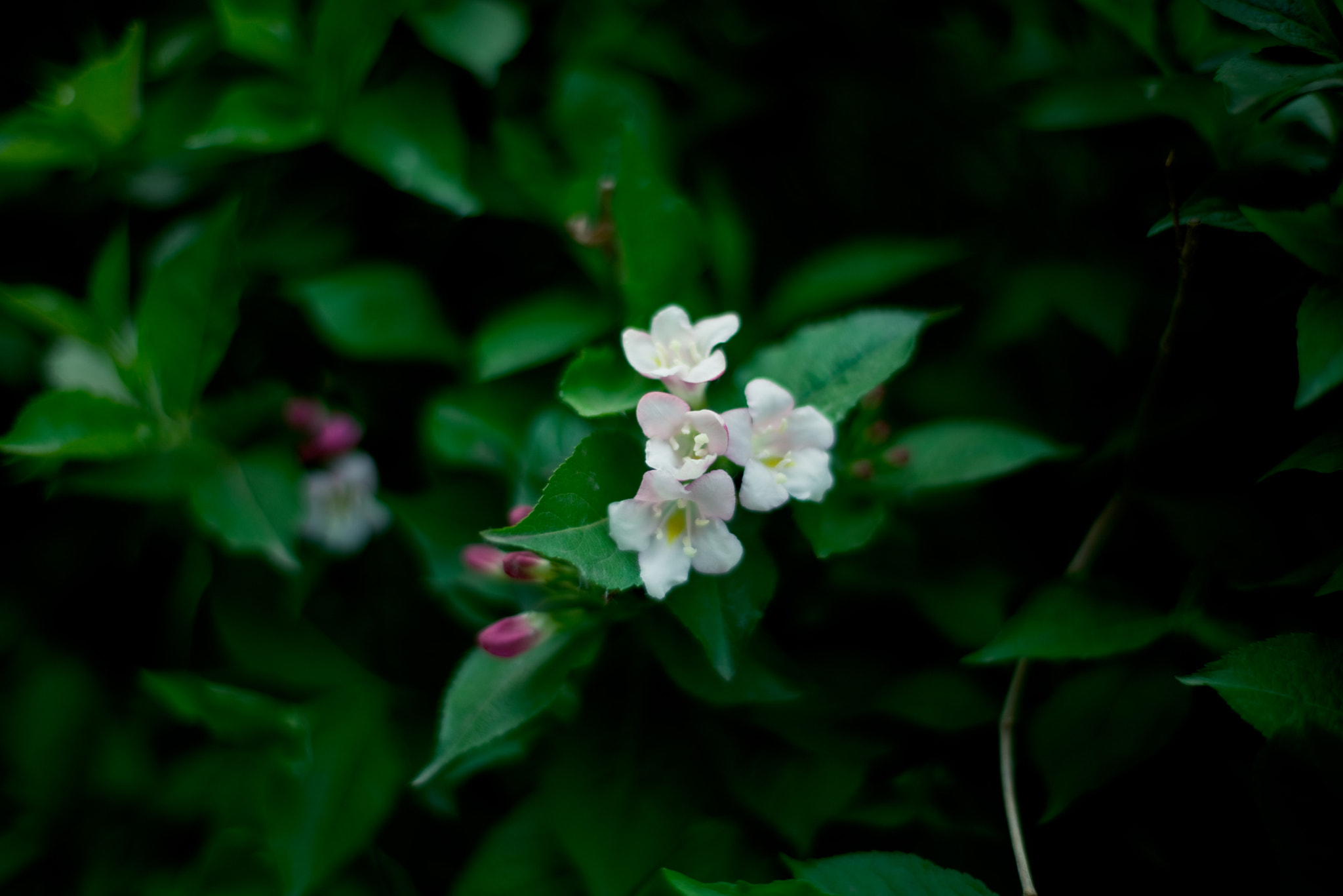 ZEISS Planar T* 50mm F1.4 sample photo. Dsc_1874.jpg photography