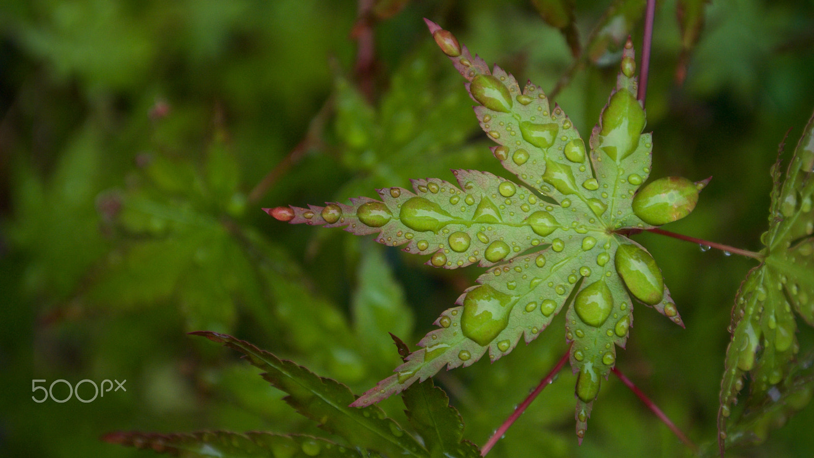 Nikon 1 J2 sample photo. Spring rain photography