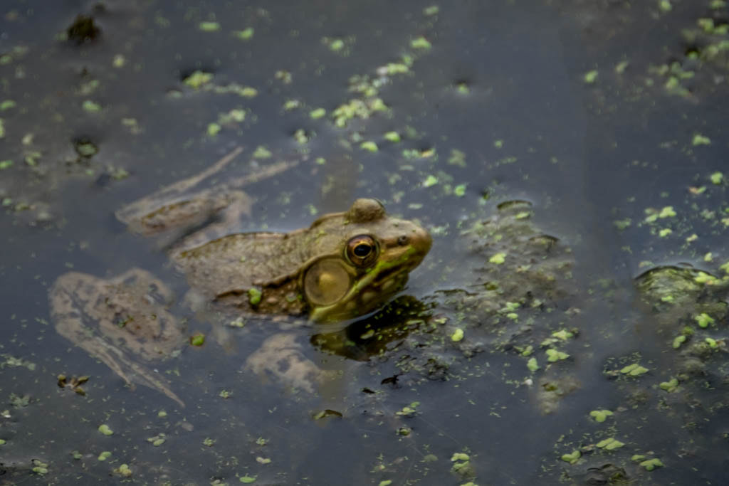 XF100-400mmF4.5-5.6 R LM OIS WR + 1.4x sample photo. On the pond photography