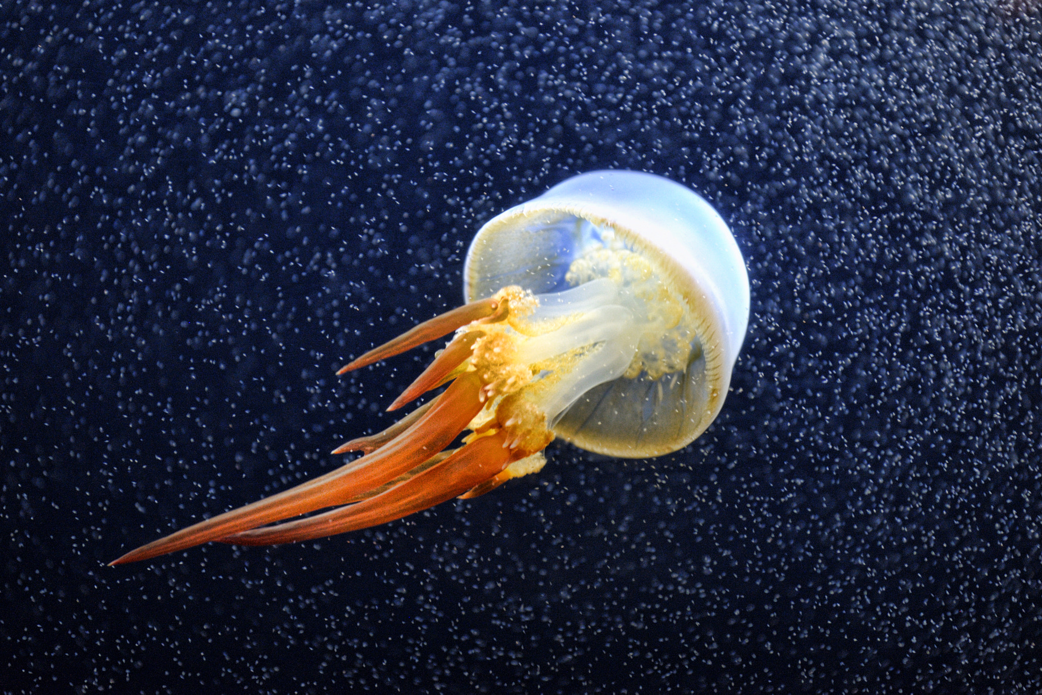 Nikon D3X sample photo. Journey through space photography