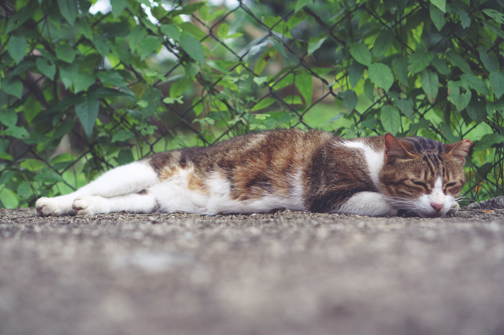 Sony Alpha NEX-6 + Sony E 35mm F1.8 OSS sample photo. Sleeping cat photography