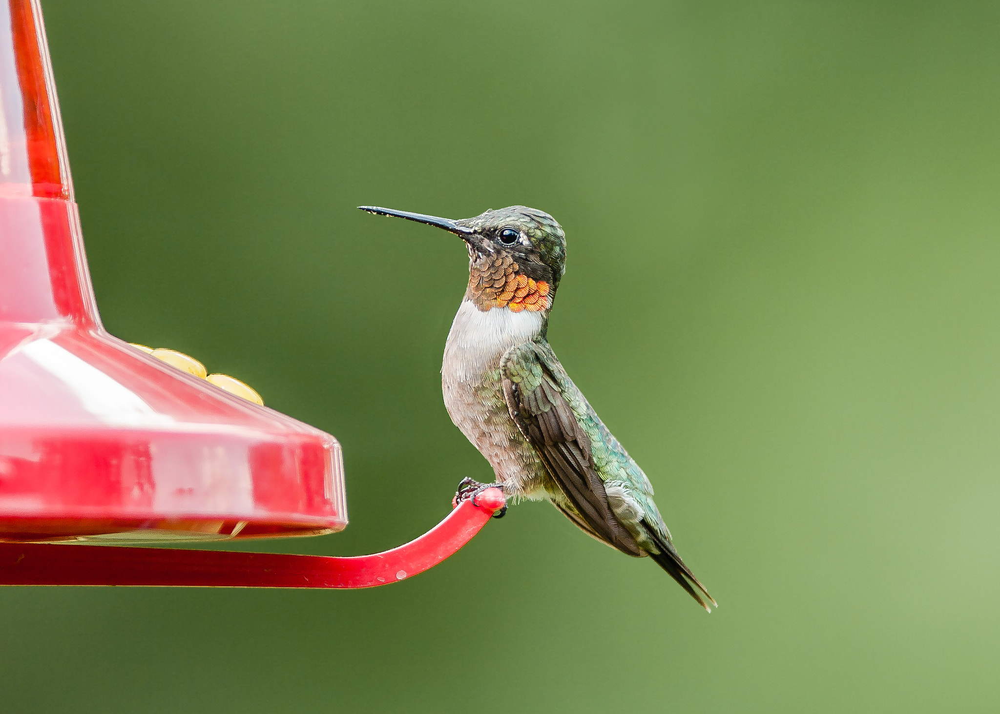 Canon EF 600mm F4L IS USM sample photo. Ruby-throated hummingbird photography
