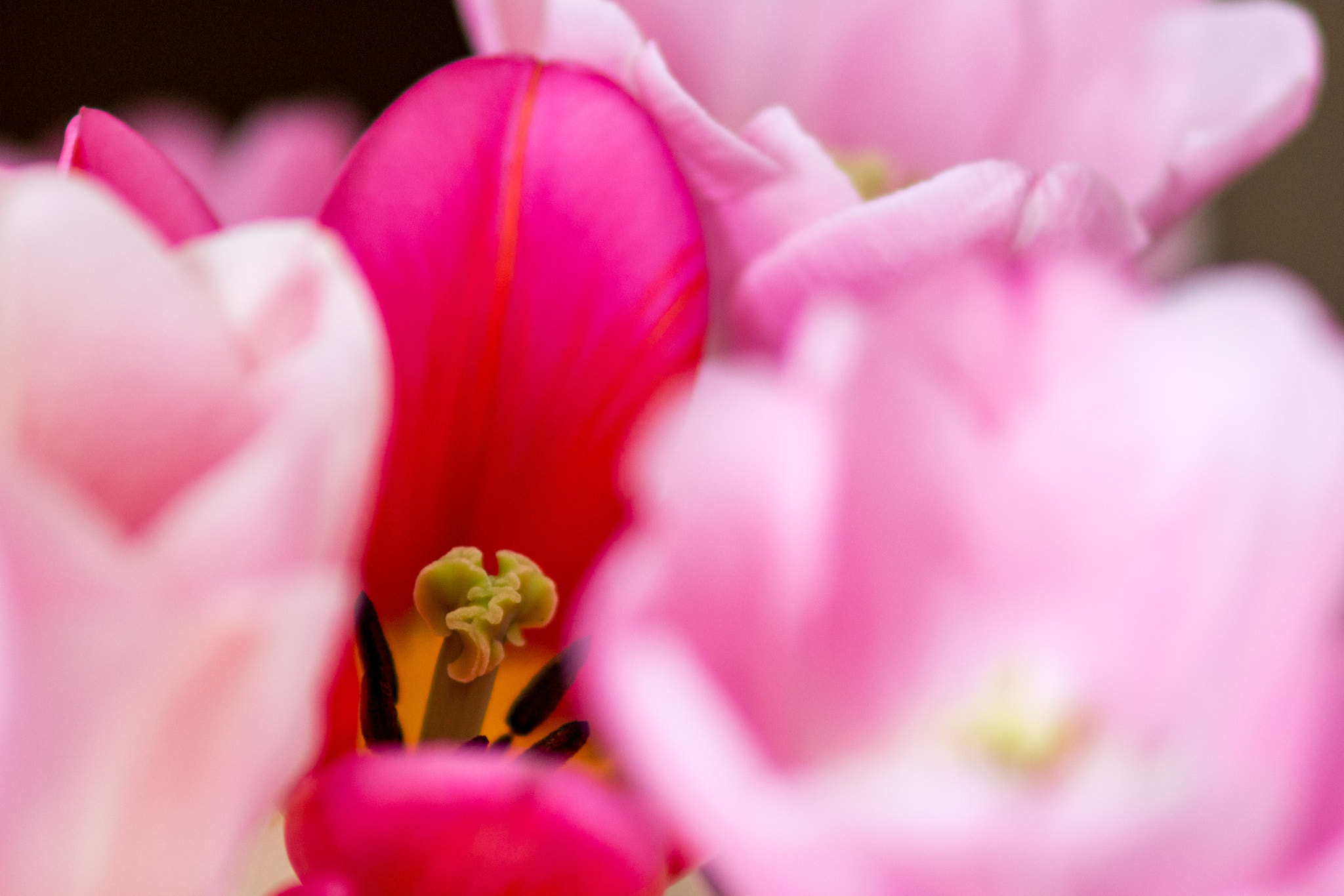 Sigma 85mm F1.4 EX DG HSM sample photo. A flower blooms more than once photography