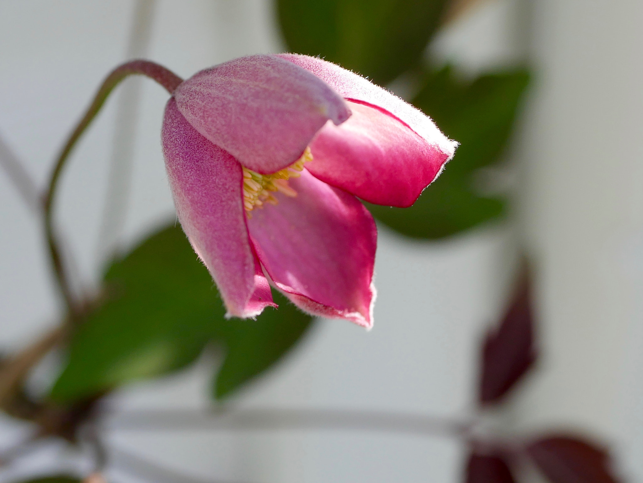 Panasonic Lumix G Macro 30mm F2.8 ASPH Mega OIS sample photo. Avant ou après... photography