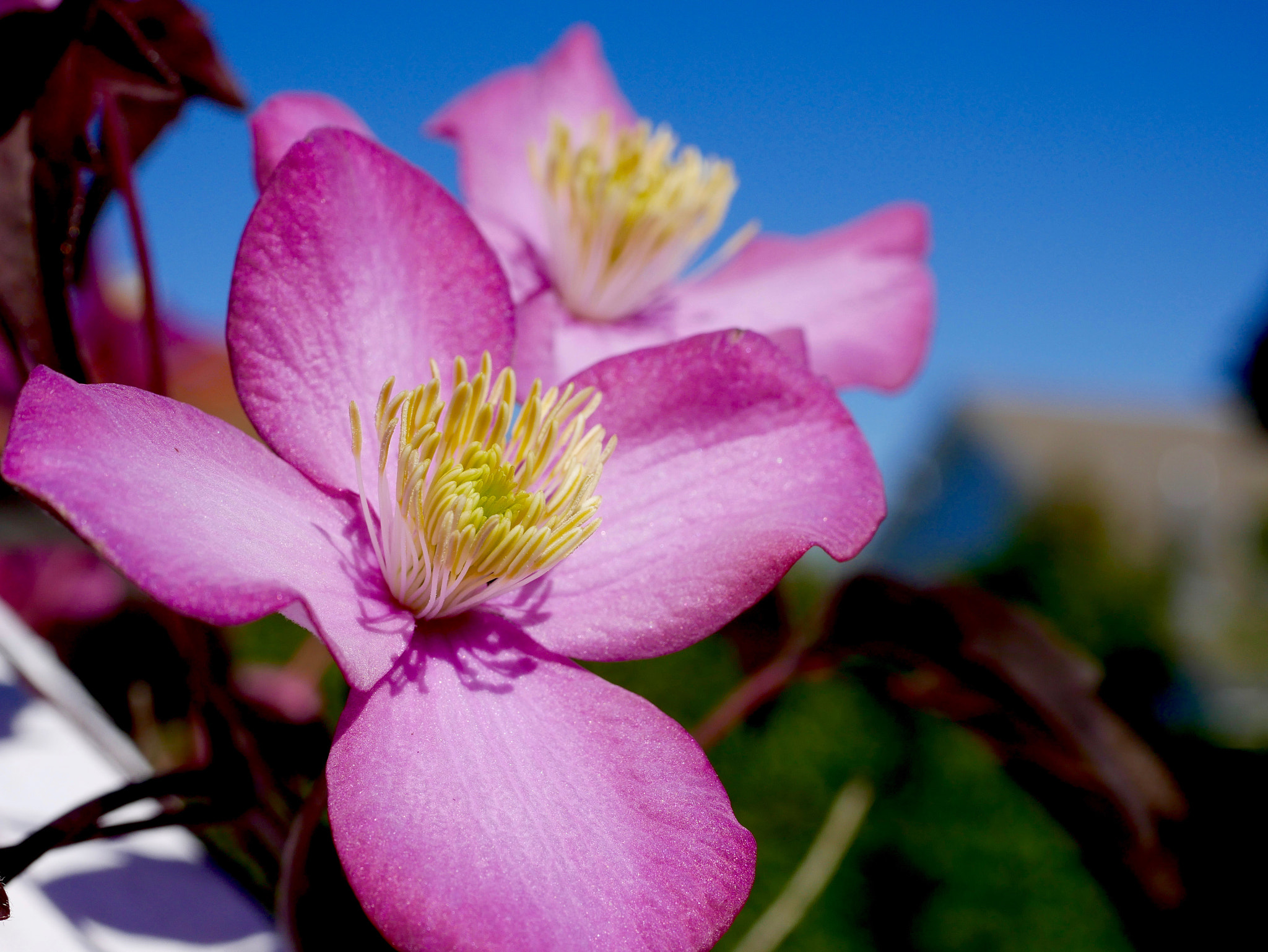 Panasonic DMC-G70 + Panasonic Lumix G Macro 30mm F2.8 ASPH Mega OIS sample photo. Pleine ouverture... photography