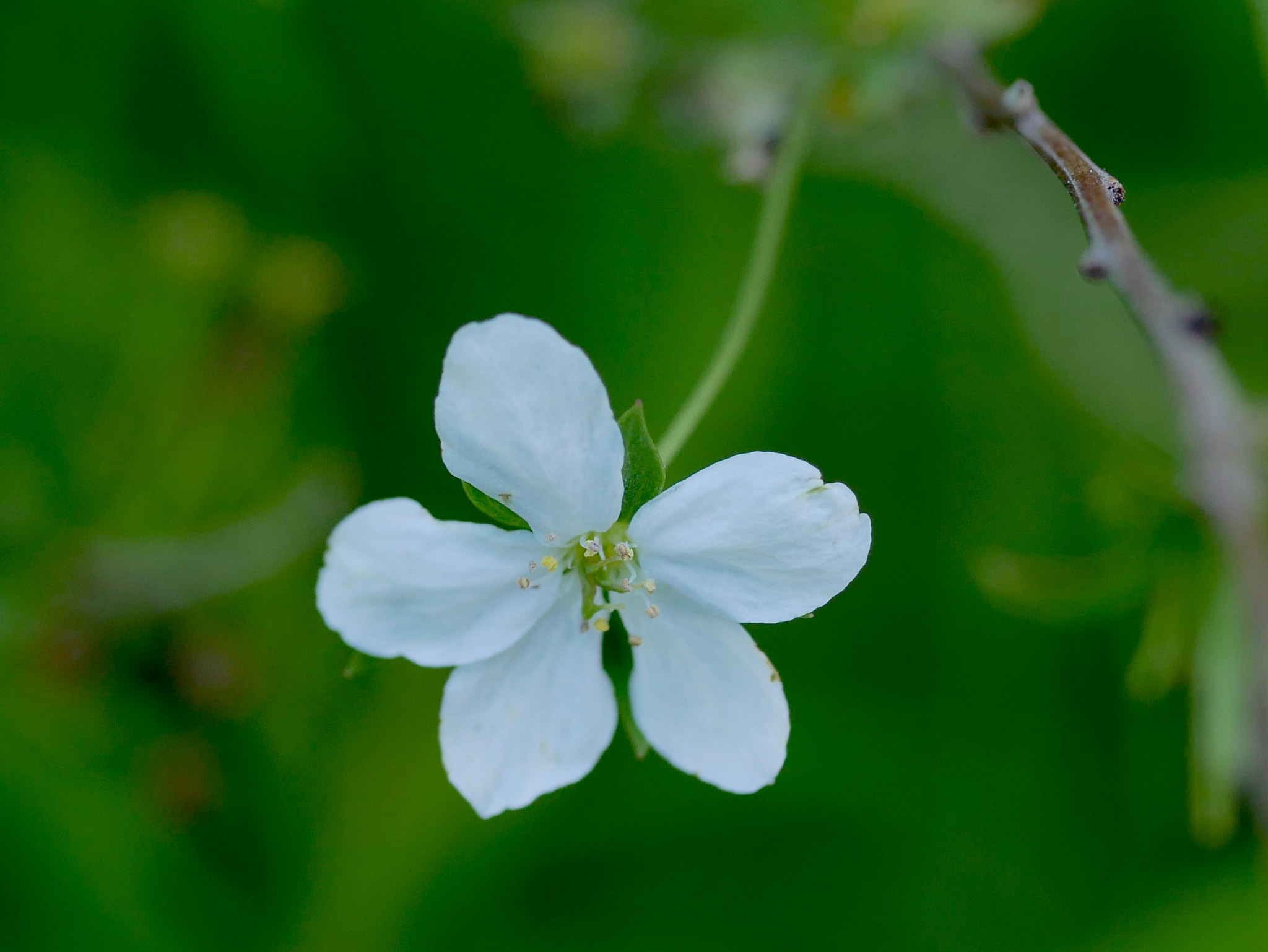 Panasonic Lumix G Macro 30mm F2.8 ASPH Mega OIS sample photo. Seule... photography