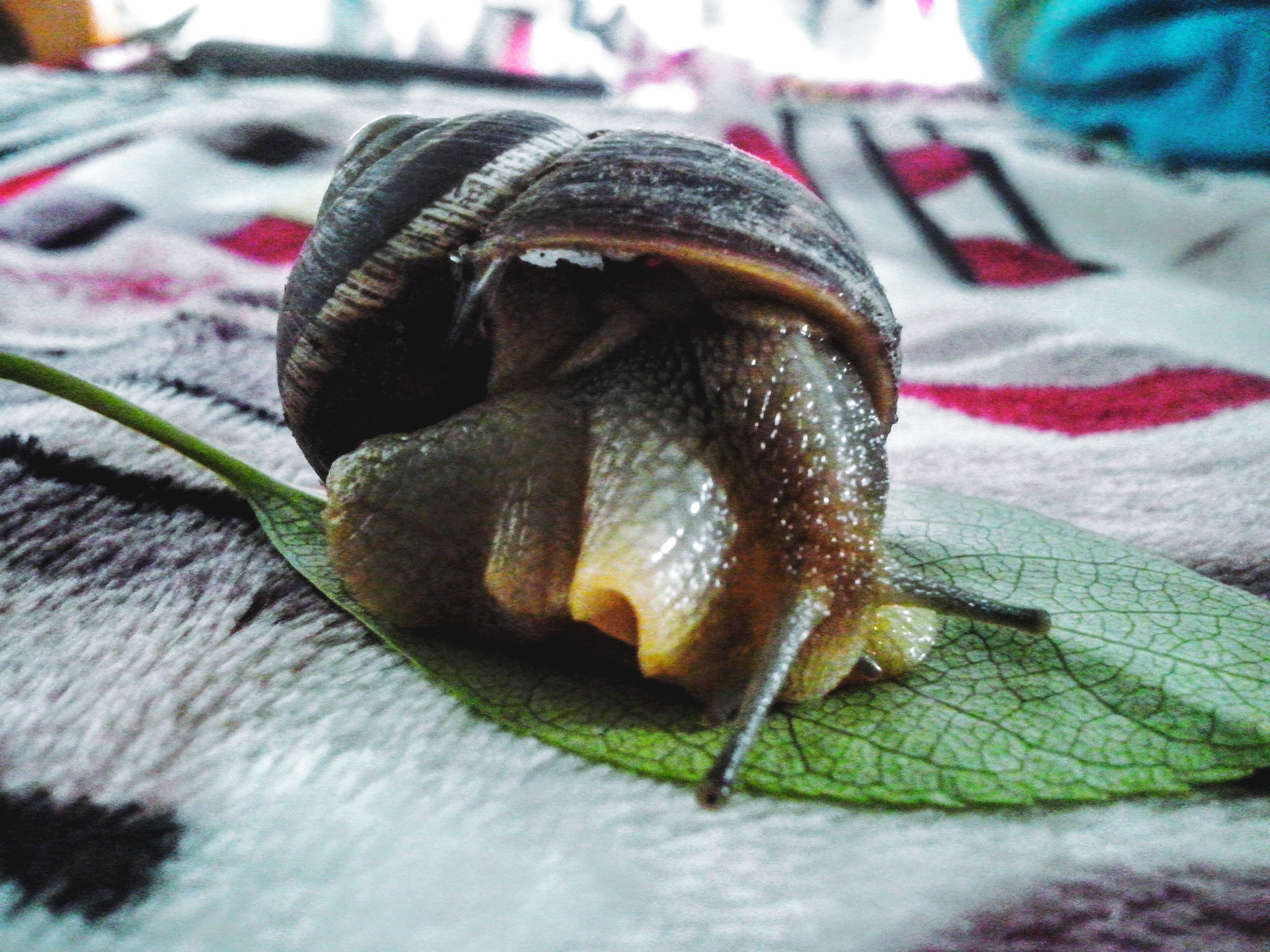 LG OPTIMUS L5 II sample photo. Snail photography