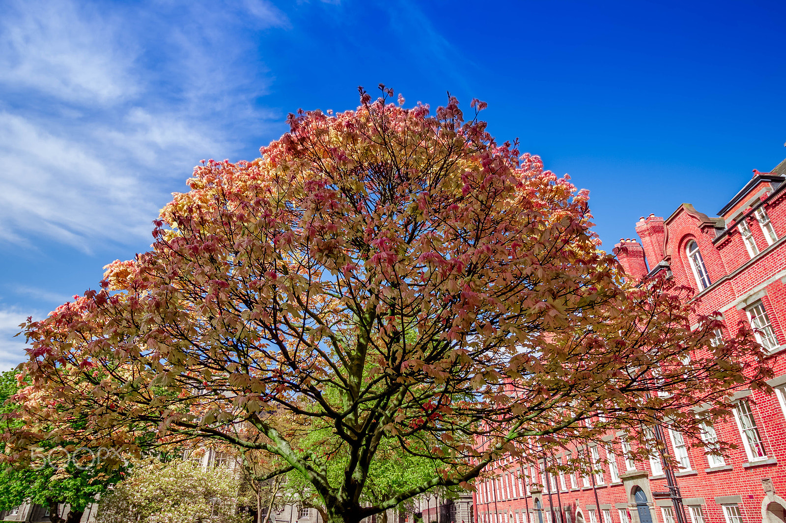 Canon EF-S 10-18mm F4.5–5.6 IS STM sample photo. Tree.jpg photography