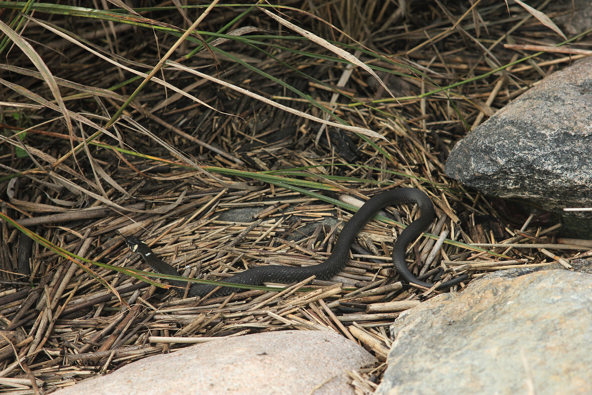 Canon EF 24-85mm F3.5-4.5 USM sample photo. Little snake buddy /natrix natrix photography
