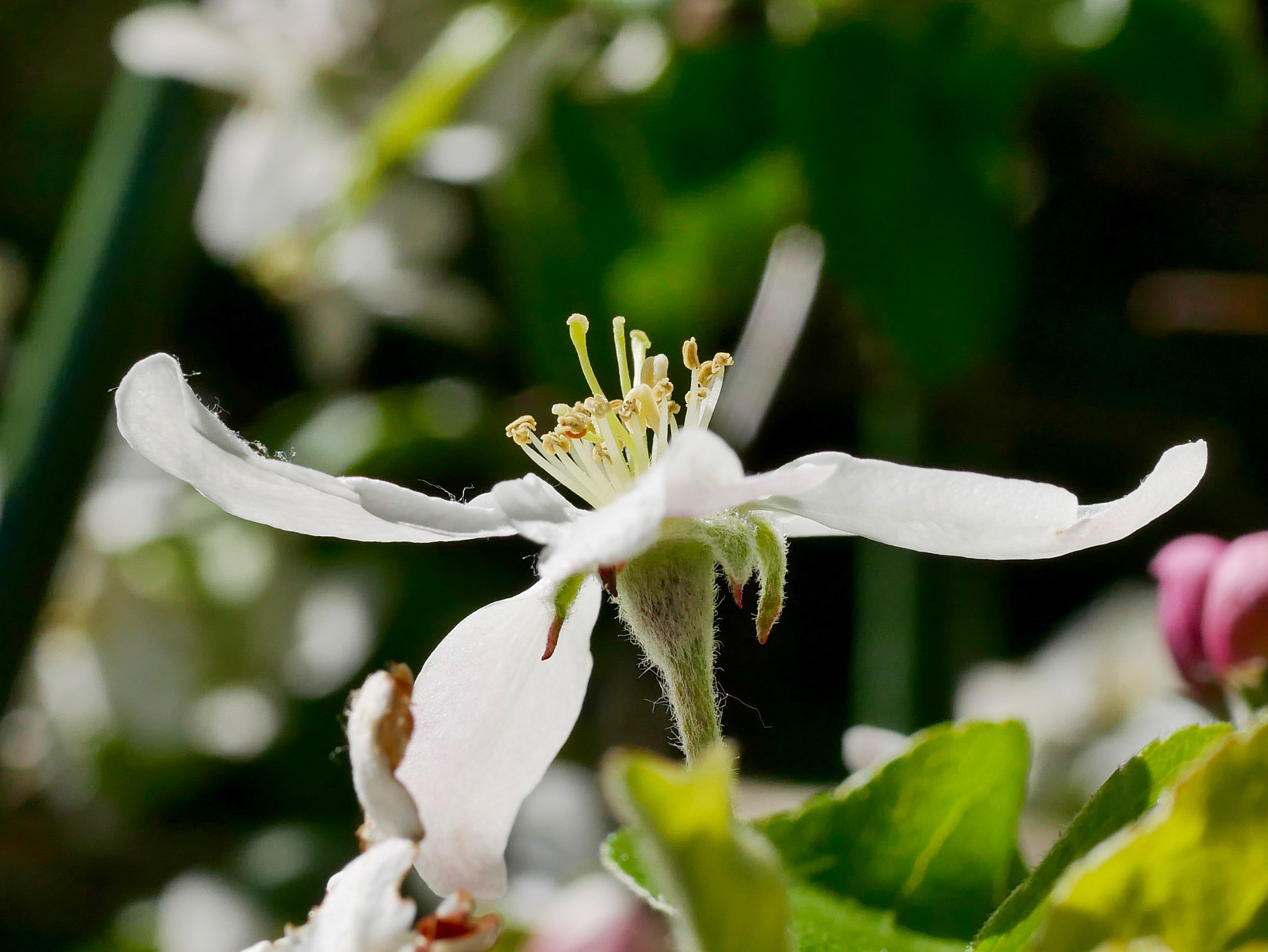 Panasonic DMC-G70 + Panasonic Lumix G Macro 30mm F2.8 ASPH Mega OIS sample photo. A pomme photography