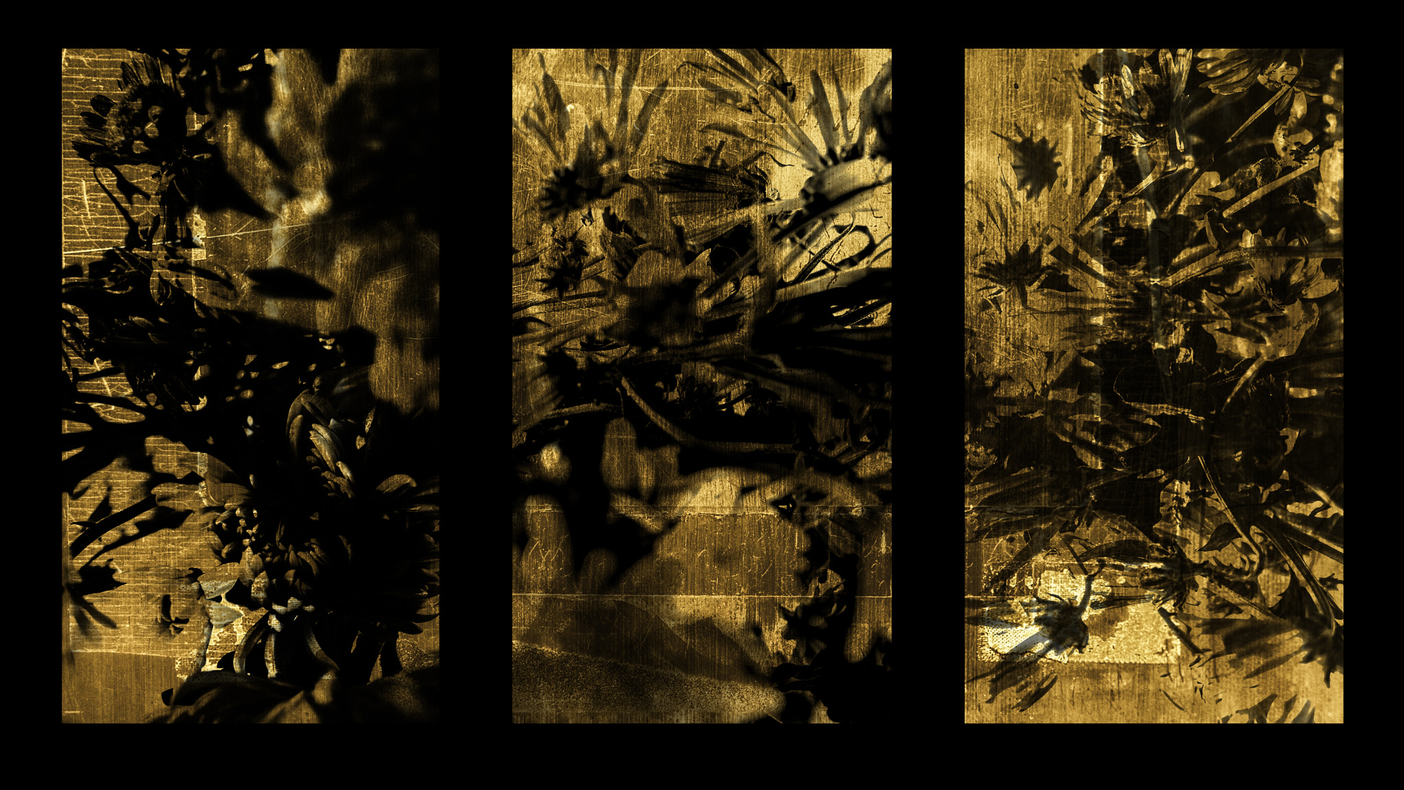 Pentax Q7 sample photo. 三曲一隻菊花図 photography