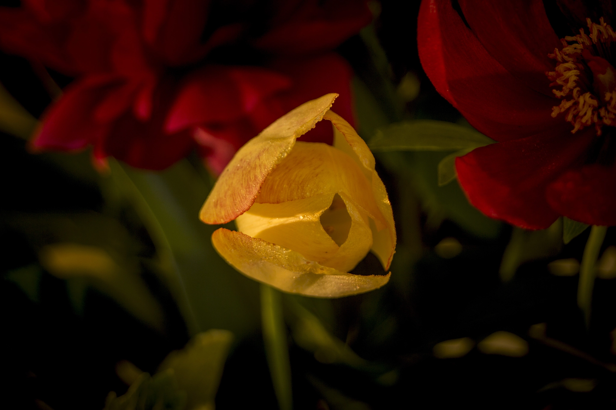 Canon EF 28-80mm f/3.5-5.6 USM IV sample photo. .. photography