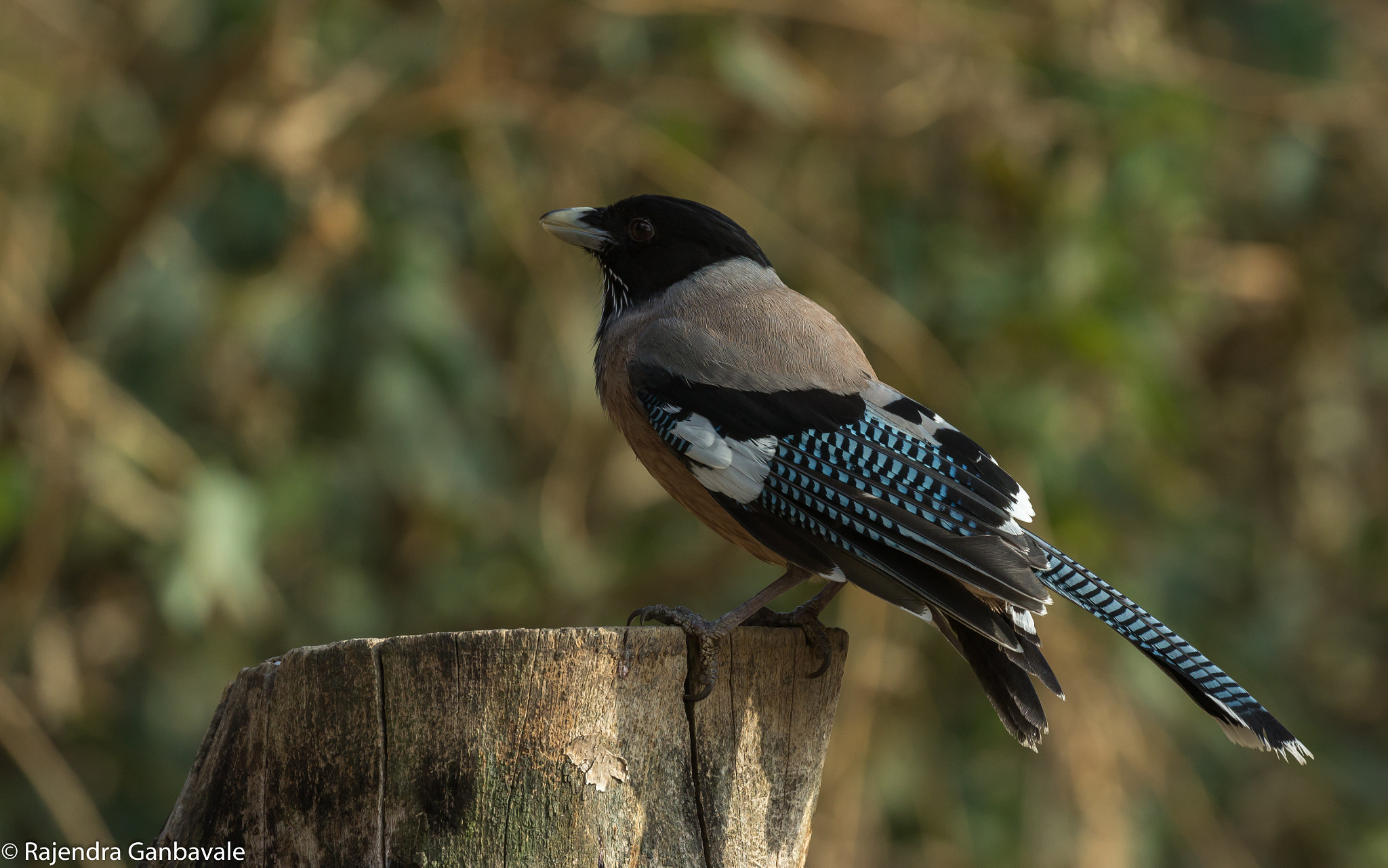 Canon EF 100-400mm F4.5-5.6L IS II USM sample photo. Black-headed jay photography