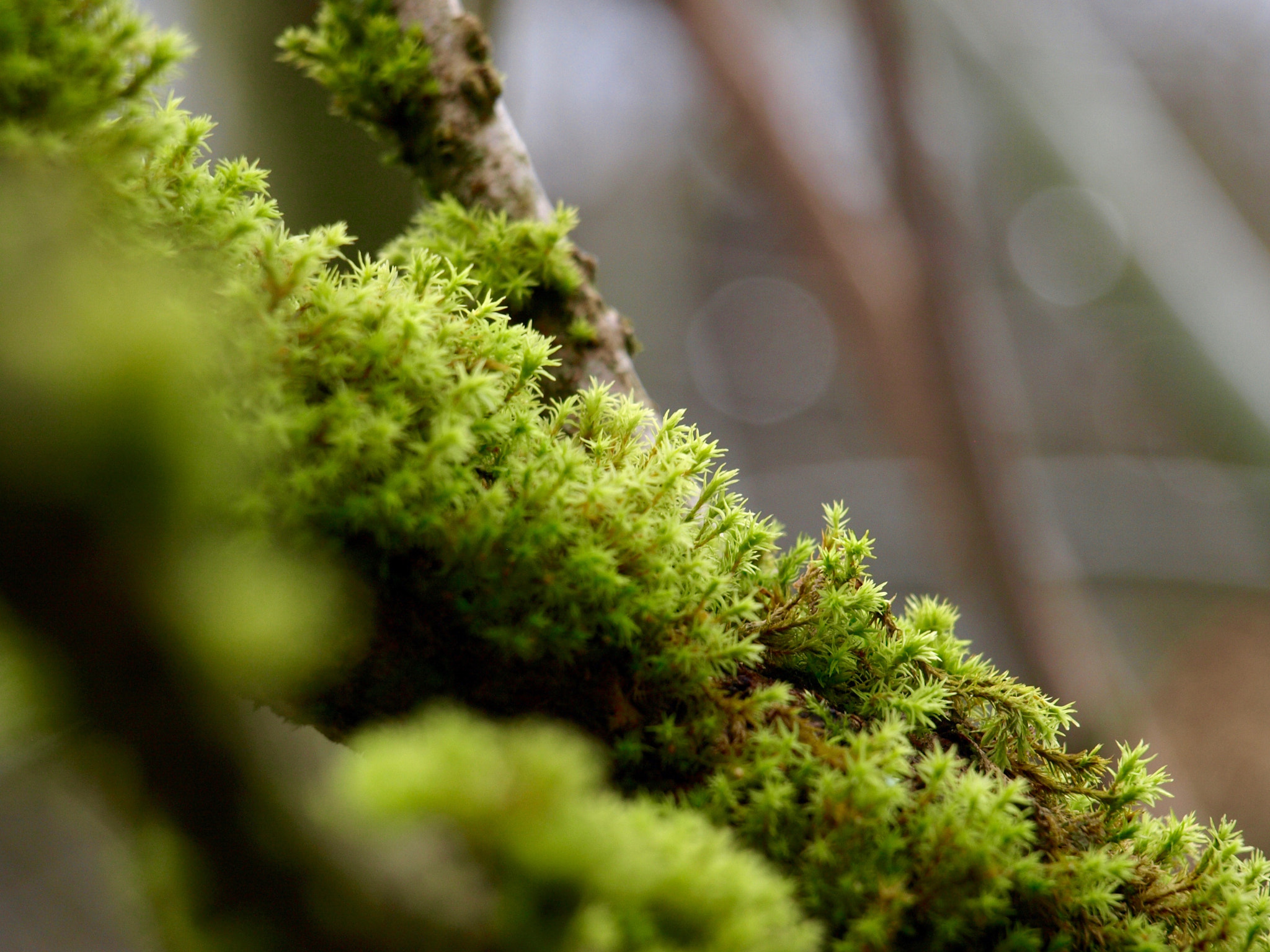 Olympus Zuiko Digital ED 40-150mm F4.0-5.6 sample photo. Moss on tree photography