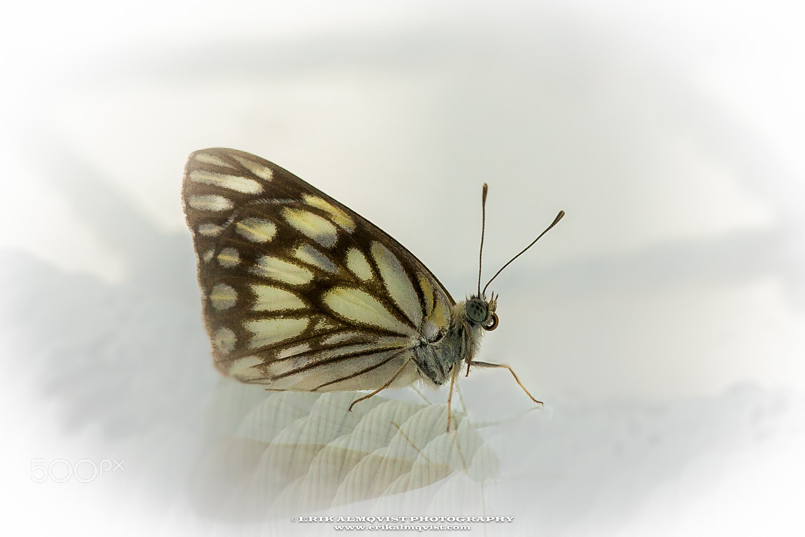 Canon EF 300mm F2.8L IS II USM sample photo. Butterfly of palm jumeirah photography