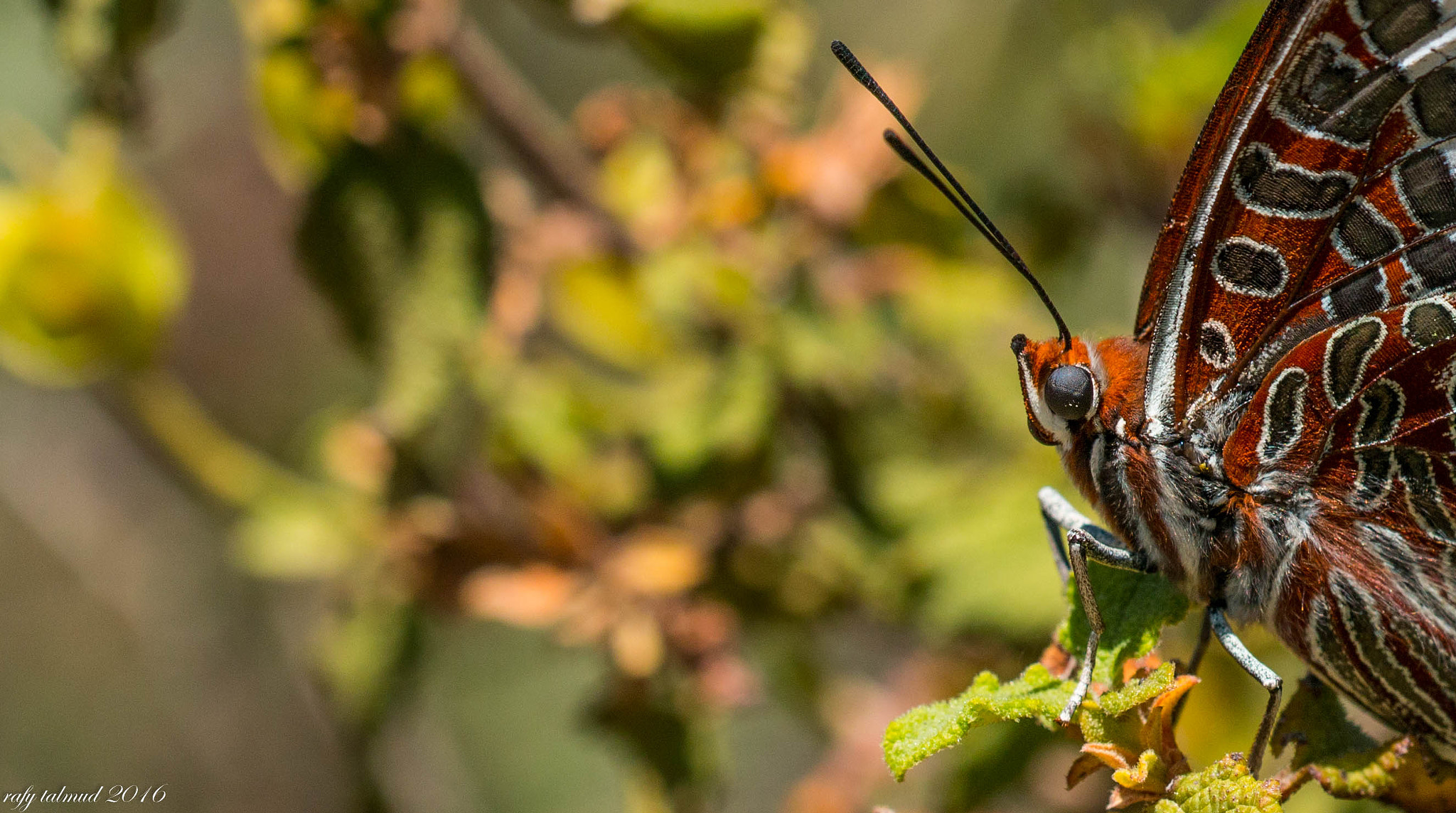 Sigma 150mm f/2.8 EX DG OS HSM APO Macro sample photo. Red head photography