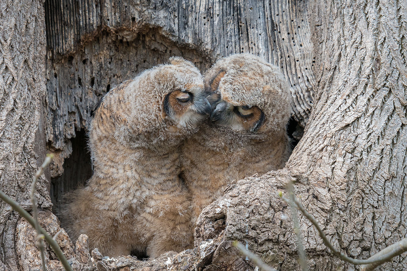 Nikon AF-S Nikkor 600mm F4G ED VR sample photo. Young love birds ii photography