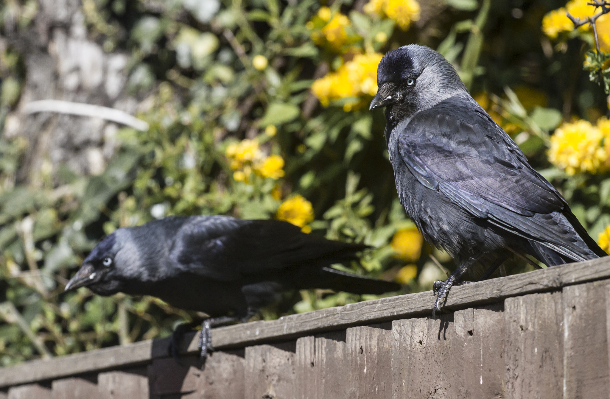 Canon EOS 7D + Canon EF 100-400mm F4.5-5.6L IS II USM sample photo. Pair of jackdaws photography