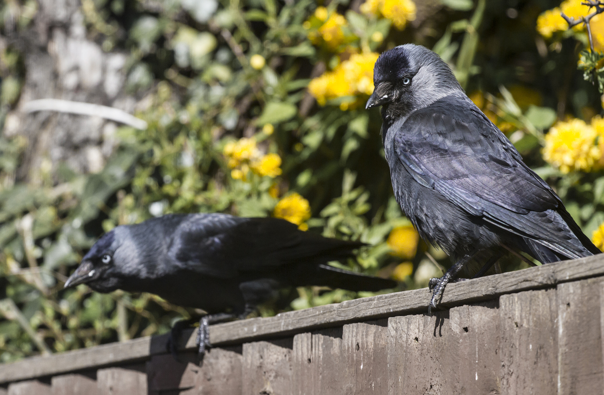 Canon EF 100-400mm F4.5-5.6L IS II USM sample photo. Pair of jackdaws photography