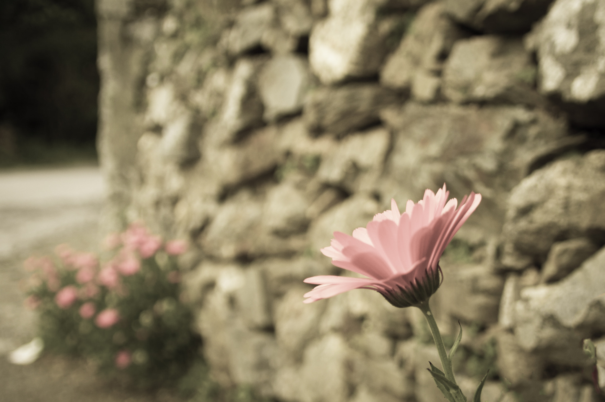 Sigma 17-70mm F2.8-4 DC Macro OS HSM sample photo. Pink flower photography