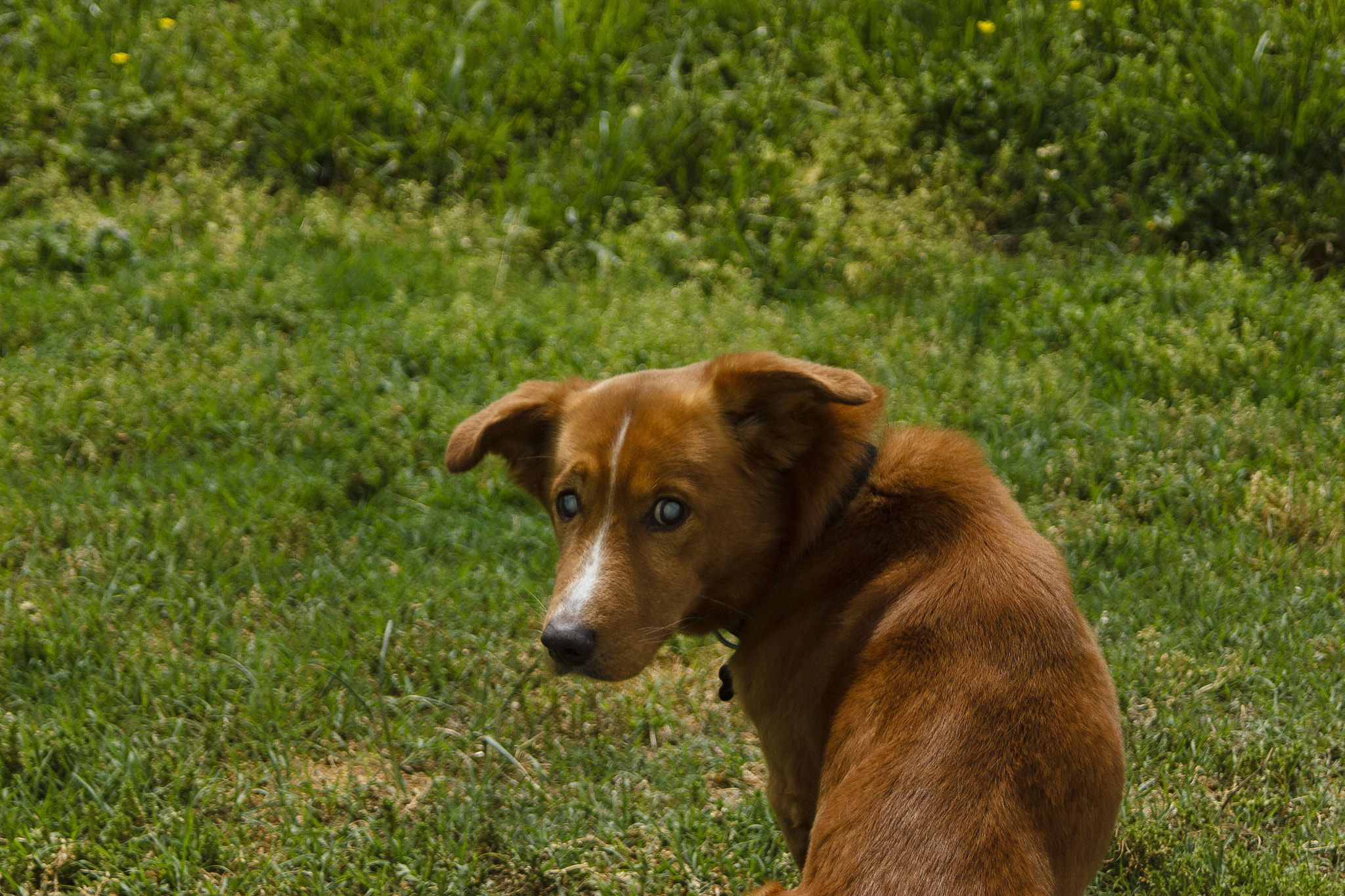 Canon EF 35-80mm f/4-5.6 sample photo. "looking" back photography
