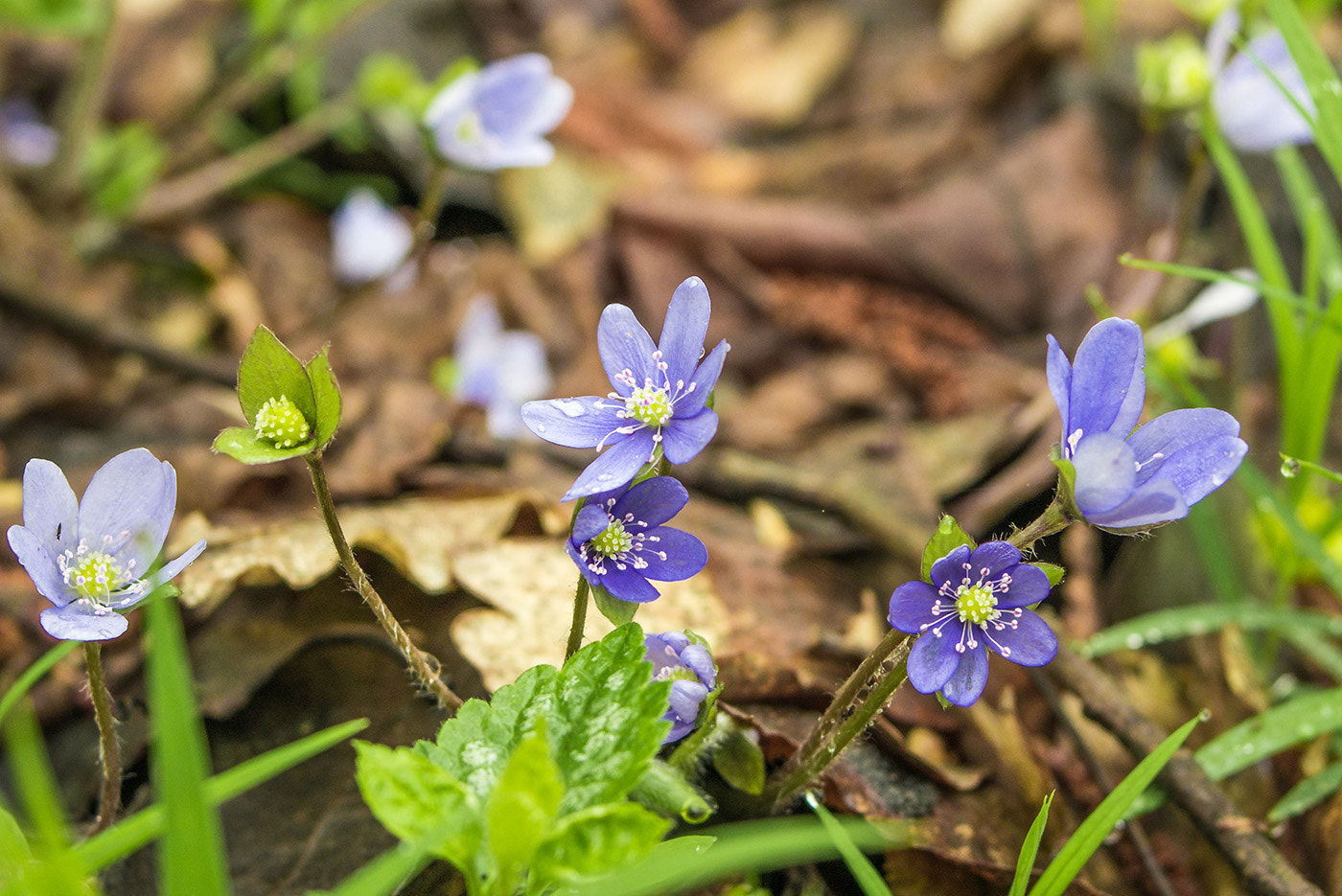 Sony Alpha DSLR-A580 + 35-70mm F4 sample photo. Flowers photography