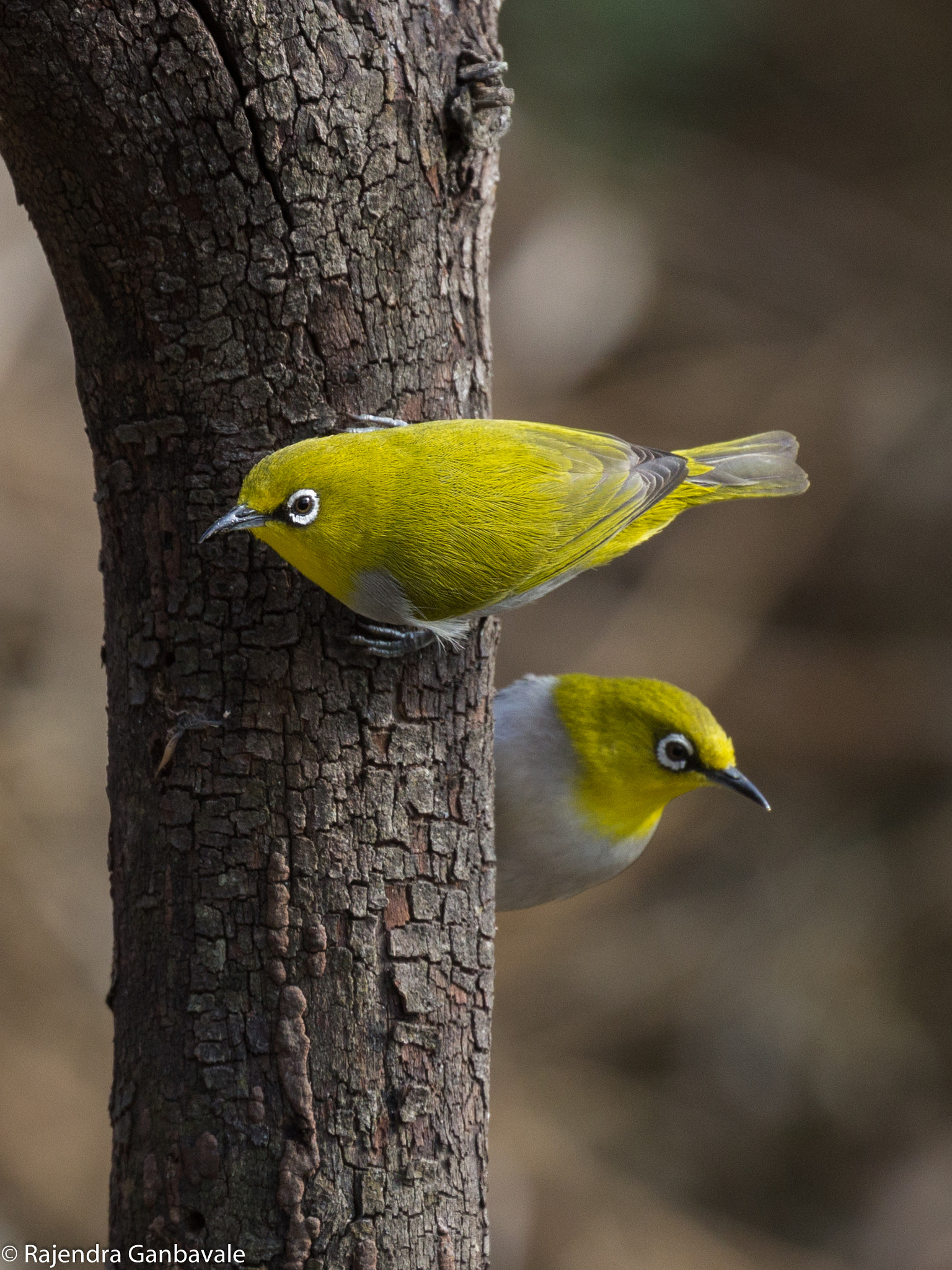 Canon EF 100-400mm F4.5-5.6L IS II USM sample photo. Oriental white-eye-8774 photography