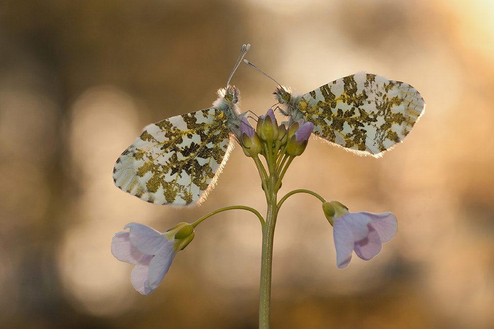 Sony Alpha DSLR-A700 + Tamron SP AF 90mm F2.8 Di Macro sample photo. Orangetips! photography