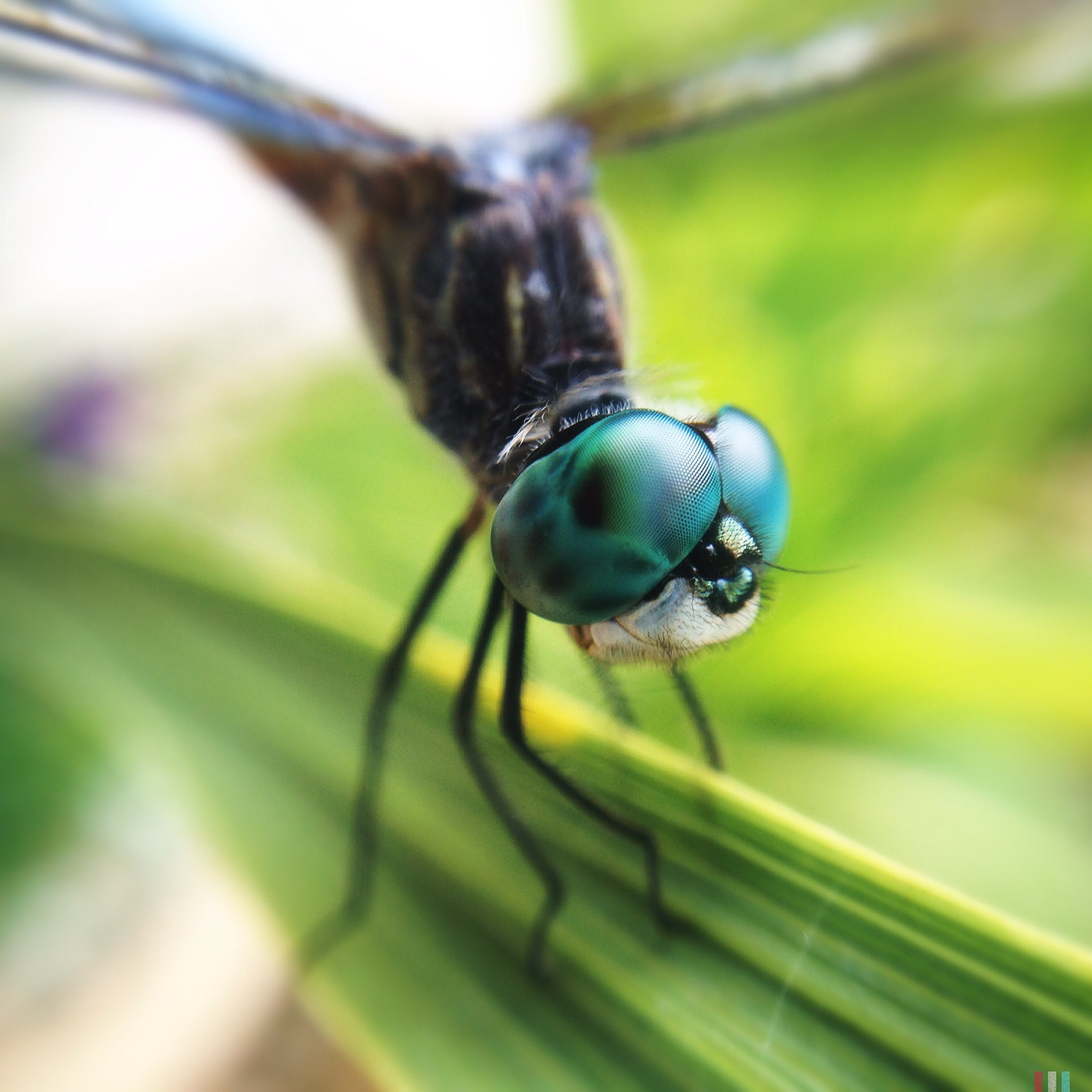 Hipstamatic 280 sample photo. A bright green eyed dragonfly photography