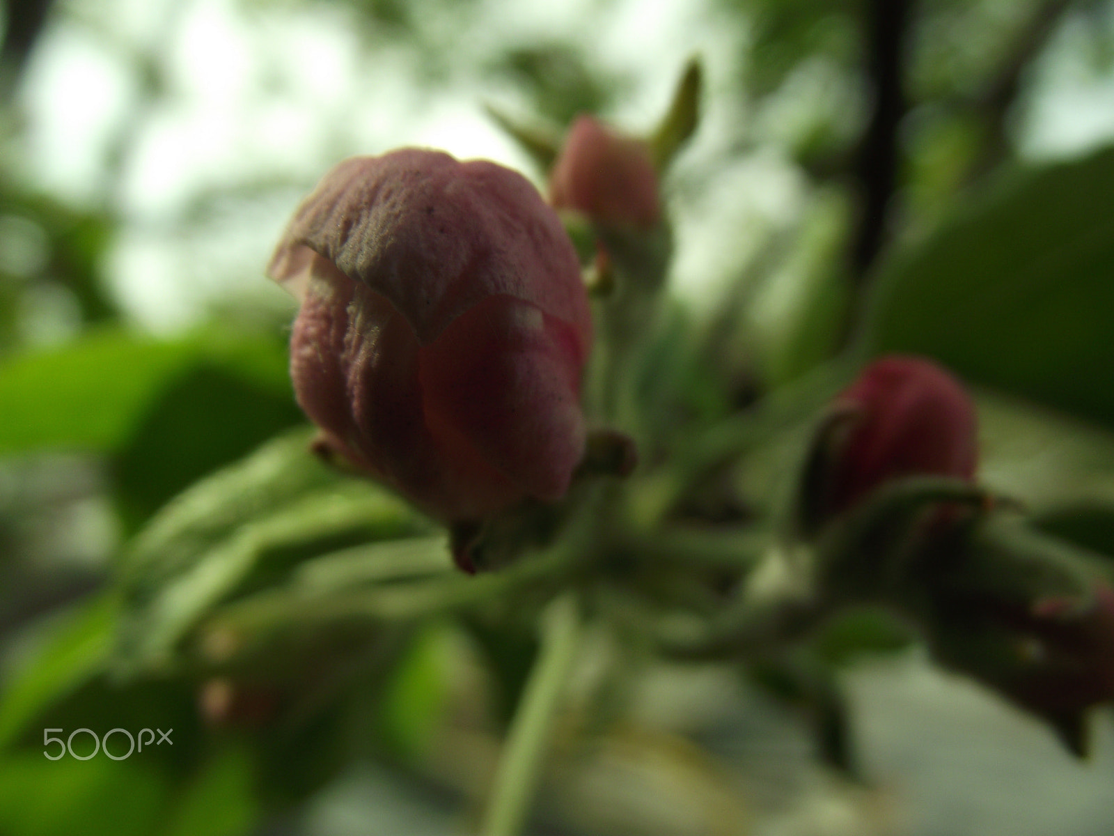 FujiFilm FinePix S2500HD (FinePix S2600HD) sample photo. Apple blossom photography