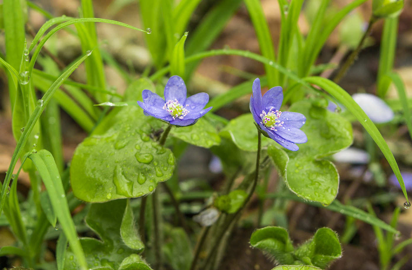 Sony Alpha DSLR-A580 + 35-70mm F4 sample photo. Flowers photography