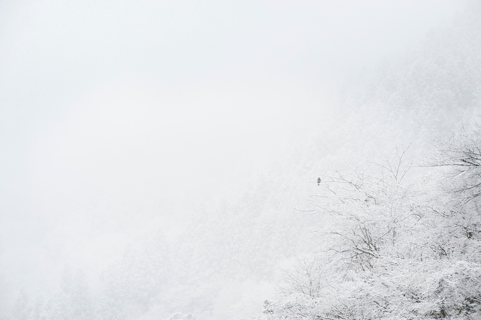 AF-S Zoom-Nikkor 80-200mm f/2.8D IF-ED sample photo