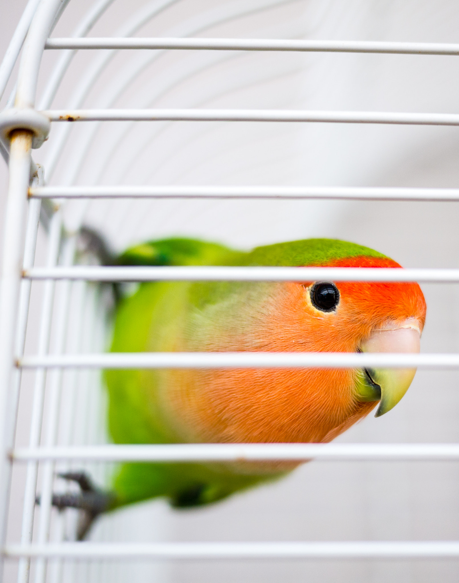 Panasonic Lumix DMC-G2 sample photo. High key budgie photography