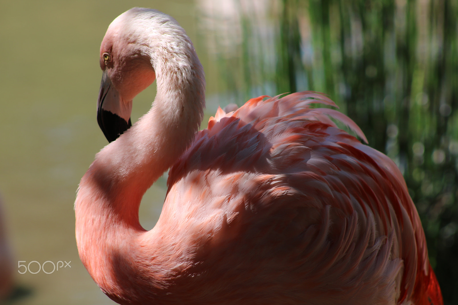 Canon EF 75-300mm f/4-5.6 USM sample photo. Flamingo 6967 photography
