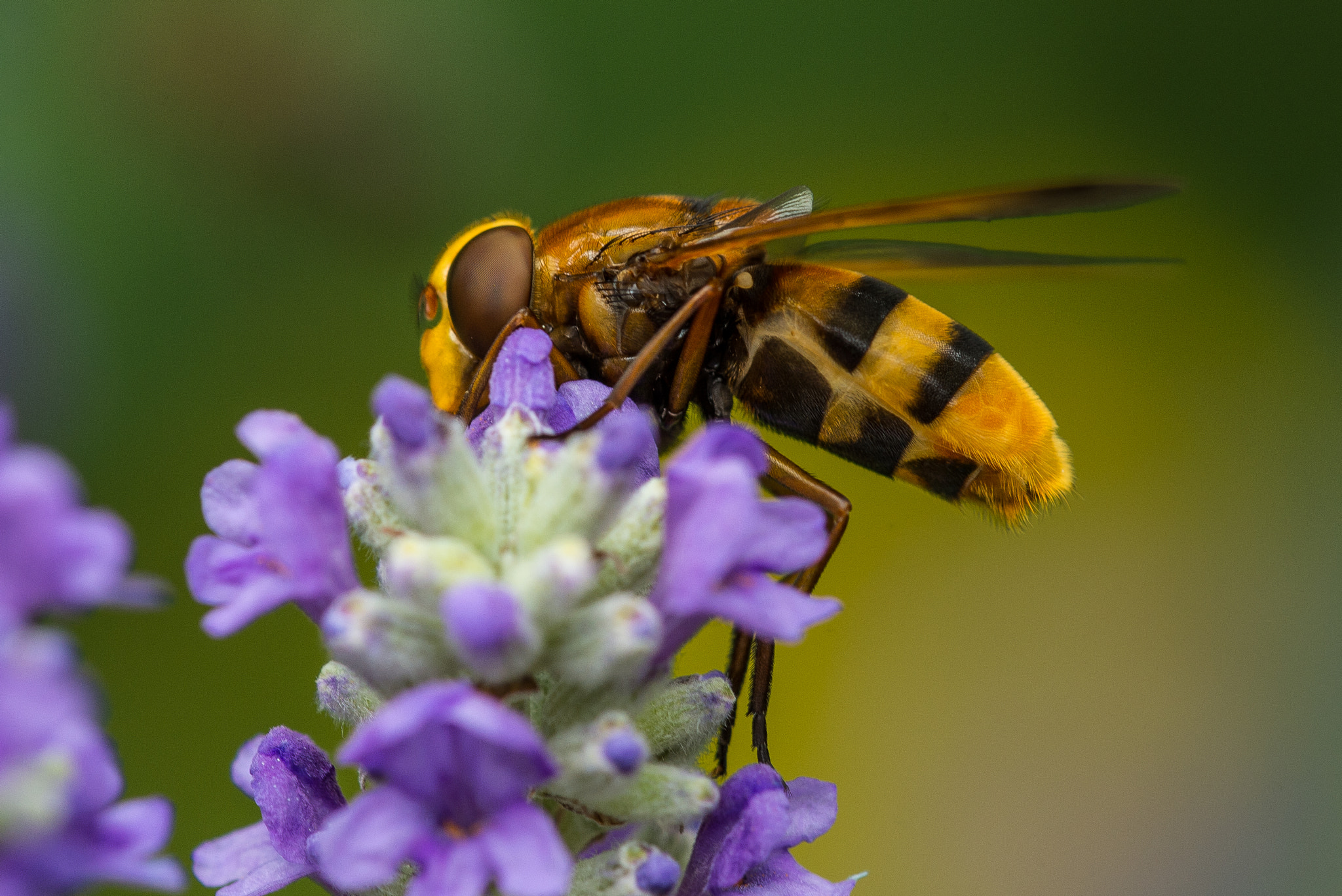 Nikon Df + Nikon AF Micro-Nikkor 200mm F4D ED-IF sample photo. Hornet mimic hoverfly, honissenschwebfliege photography