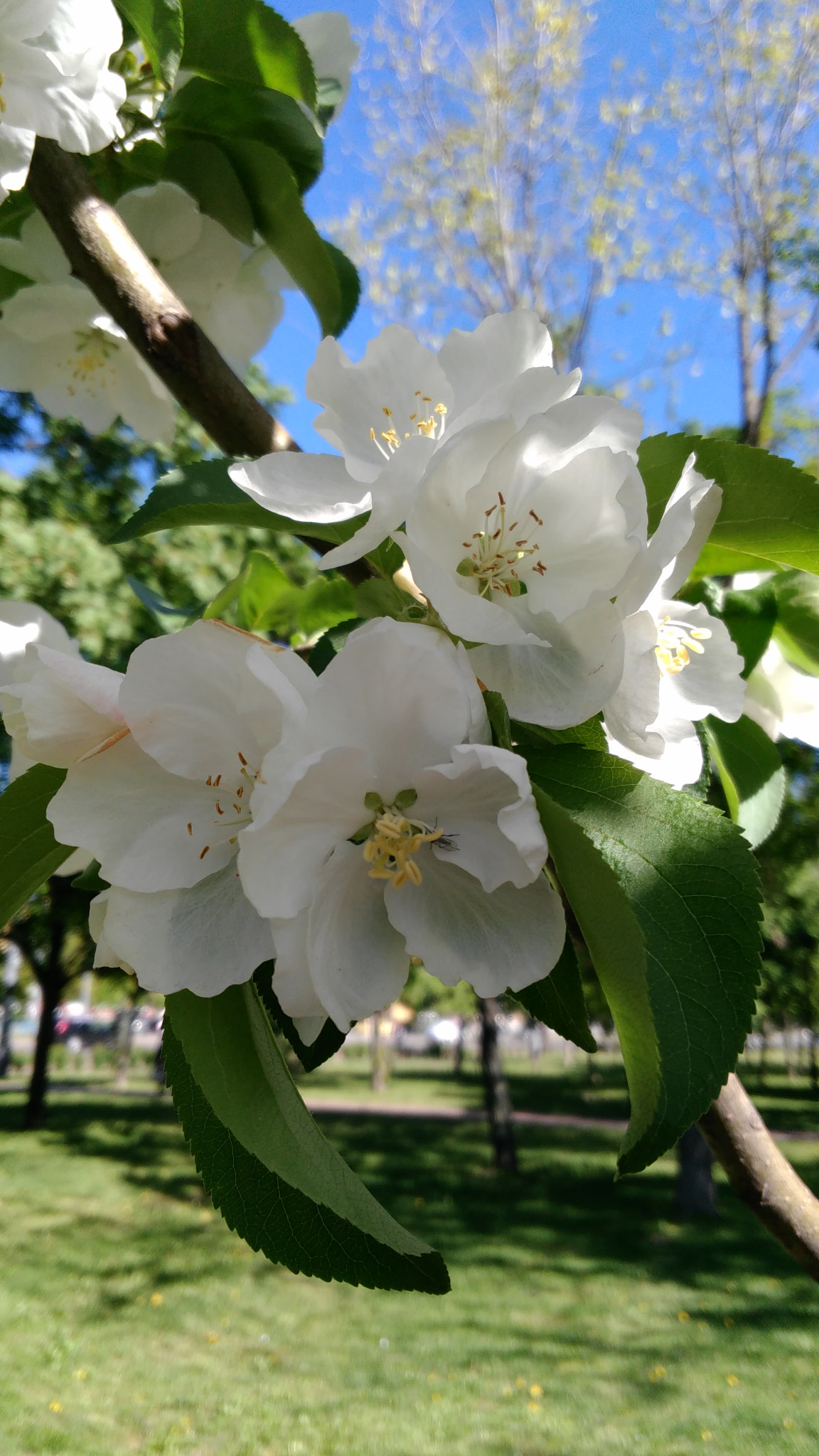 Lenovo S60-A sample photo. Img_20160429_155237.jpg photography