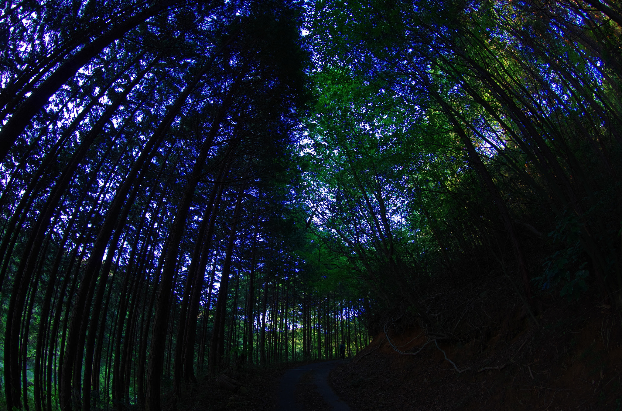 Pentax K-5 IIs sample photo. Forest photography