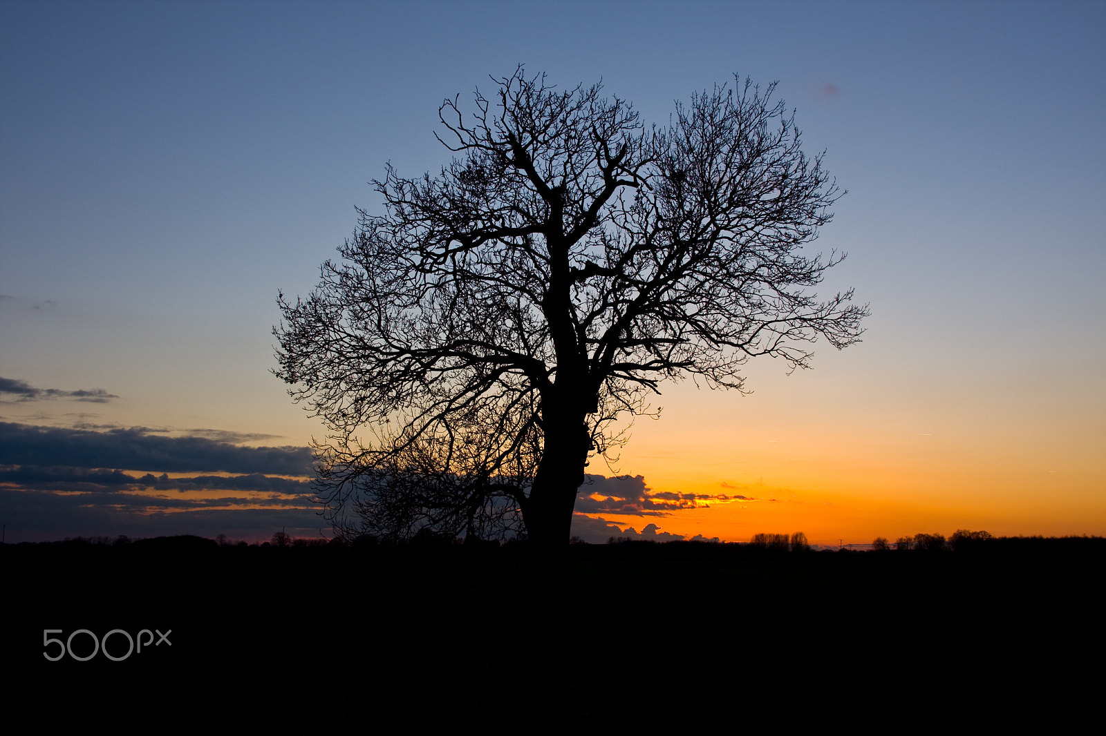 Canon EOS 40D sample photo. Lone tree at sunset photography
