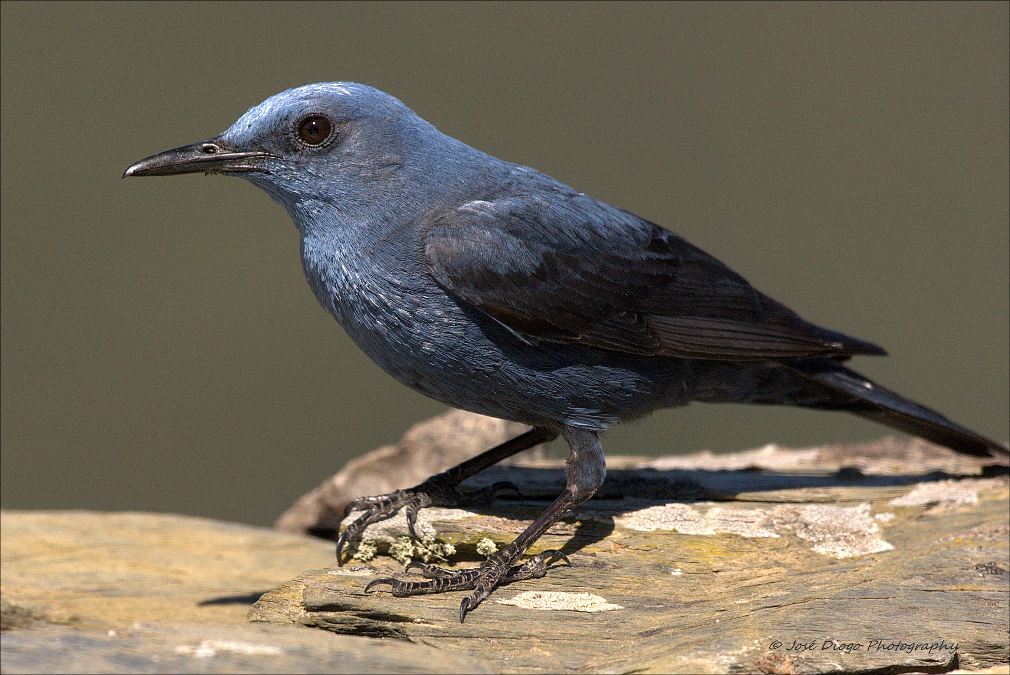 Canon EF 500mm F4L IS USM sample photo. (monticola solitarius) photography