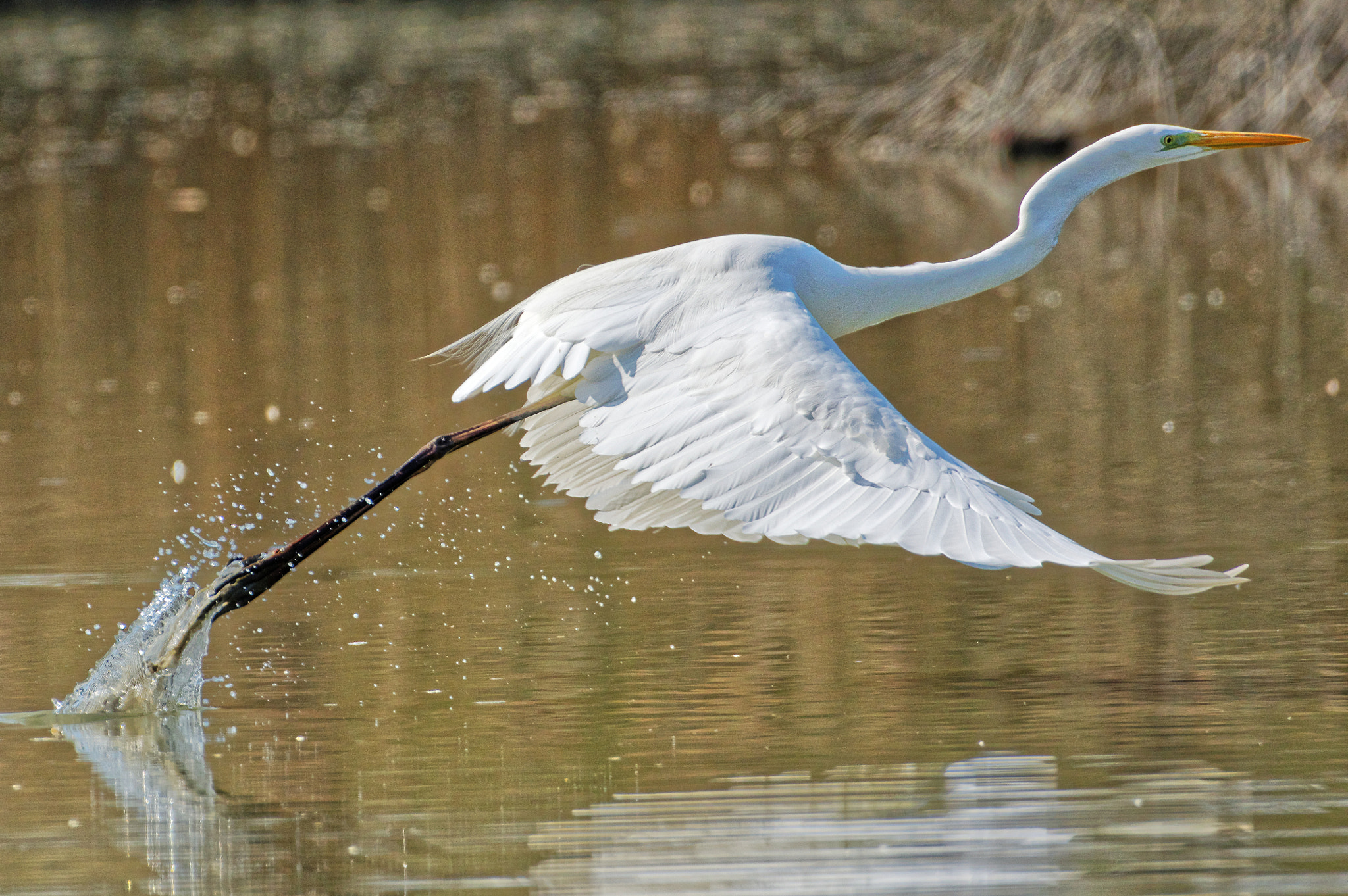 Pentax K-3 sample photo. Great egret - airone bianco maggiore photography