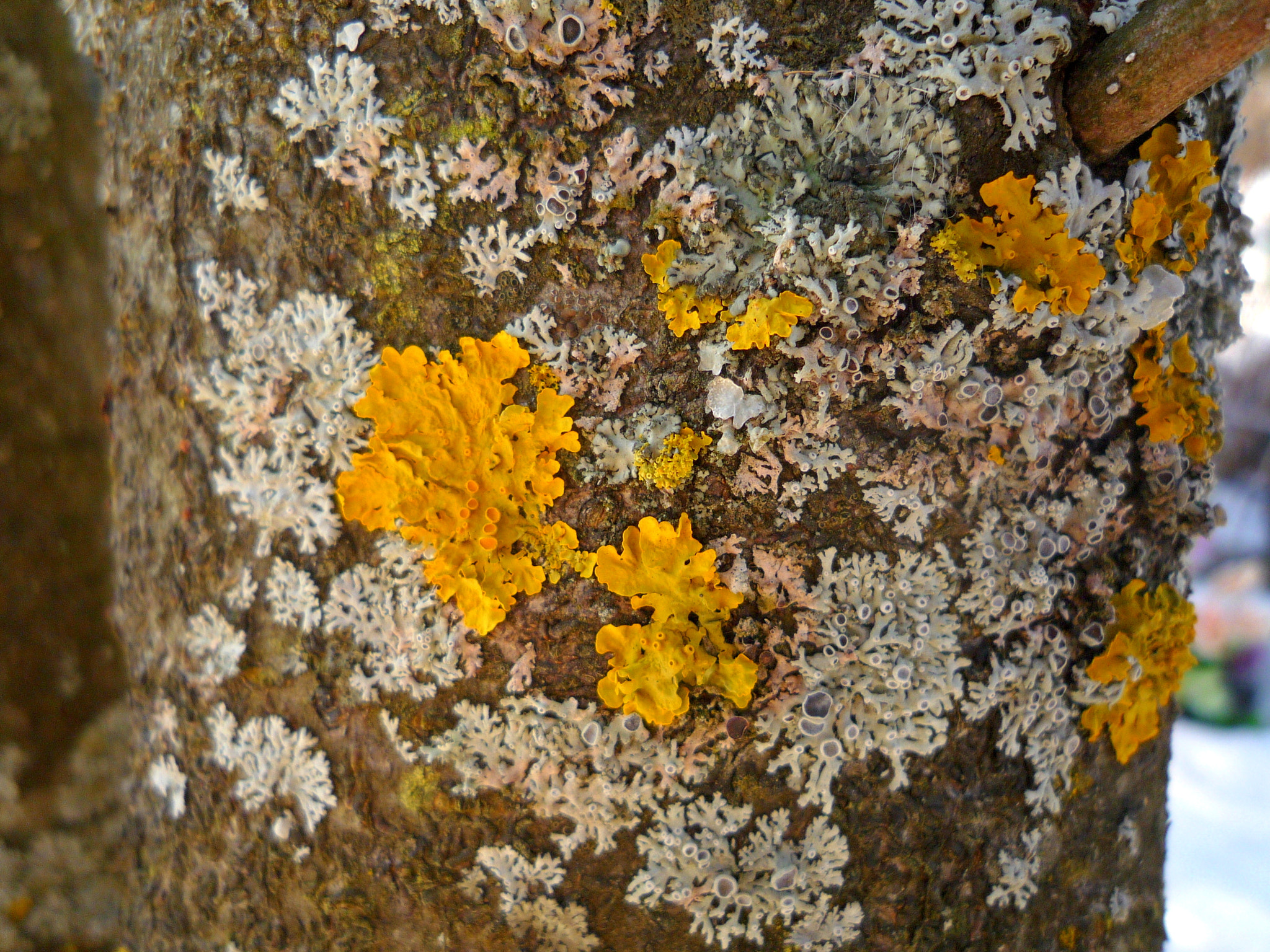 Panasonic DMC-FX500 sample photo. Lichen garden photography