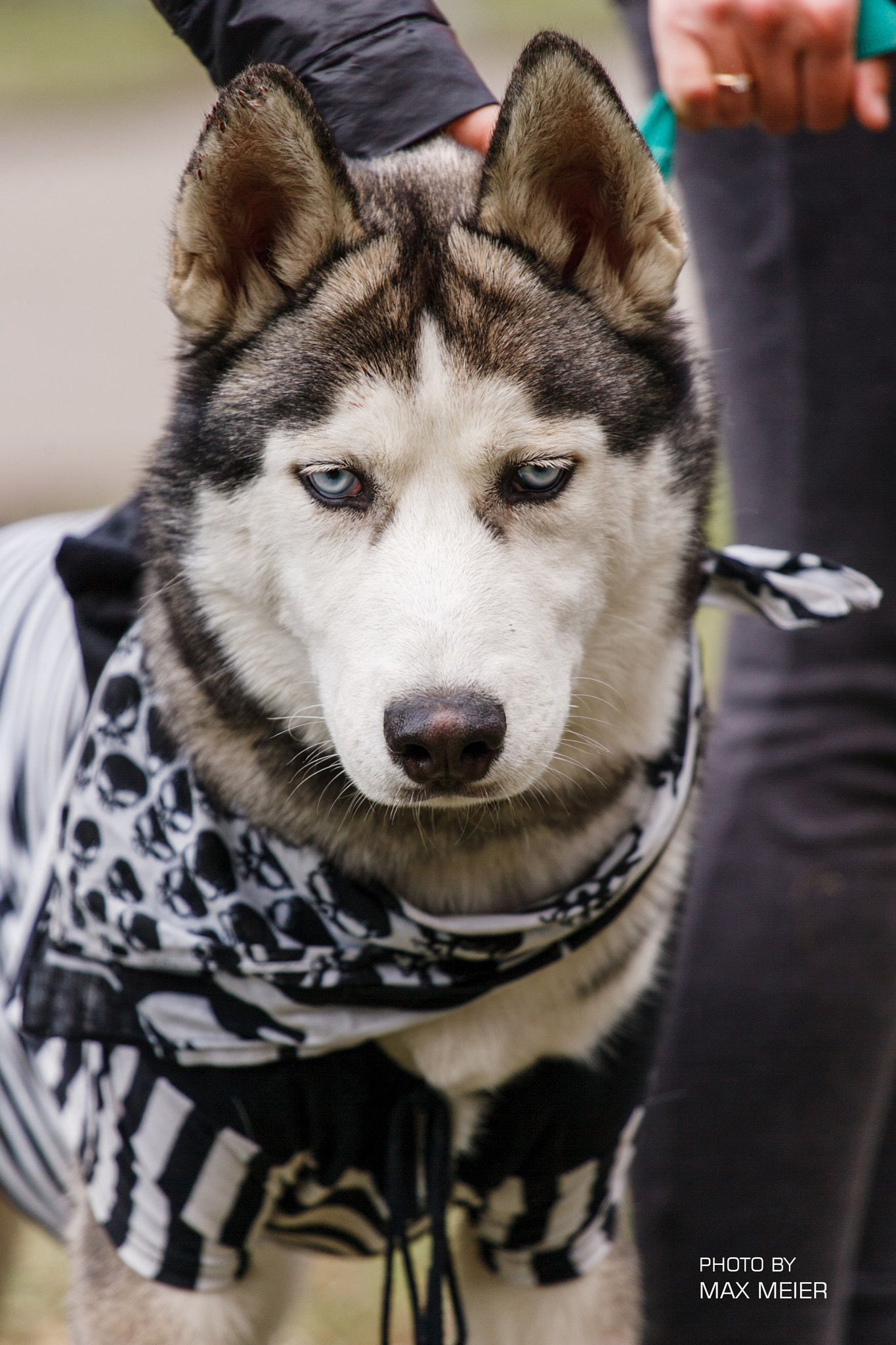 Canon EOS-1D Mark II sample photo. Siberian husky photography