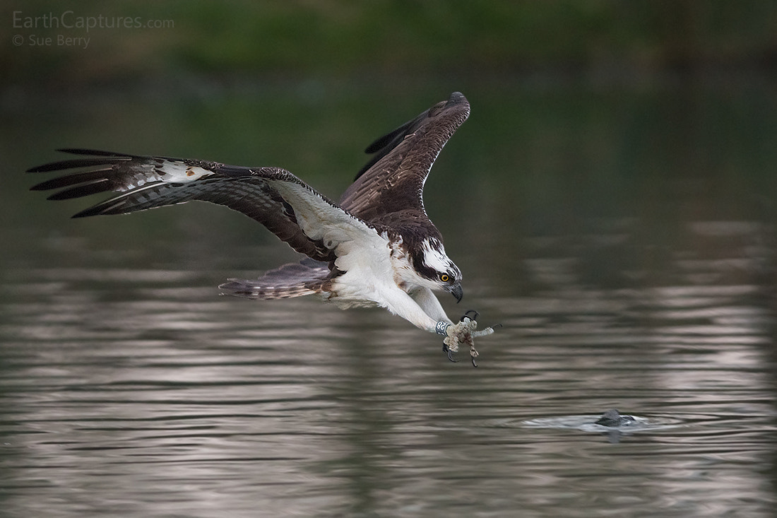 Canon EOS 6D + Canon EF 300mm F2.8L IS USM sample photo. Diving osprey photography