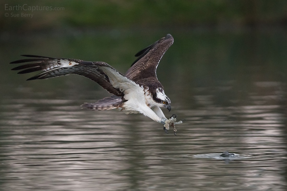 Canon EF 300mm F2.8L IS USM sample photo. Diving osprey photography