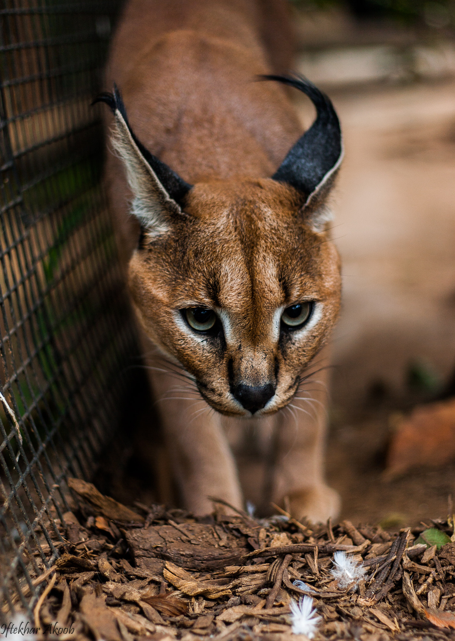 Canon EOS 30D + Canon EF 50mm F1.8 II sample photo. Wild kitty cat photography